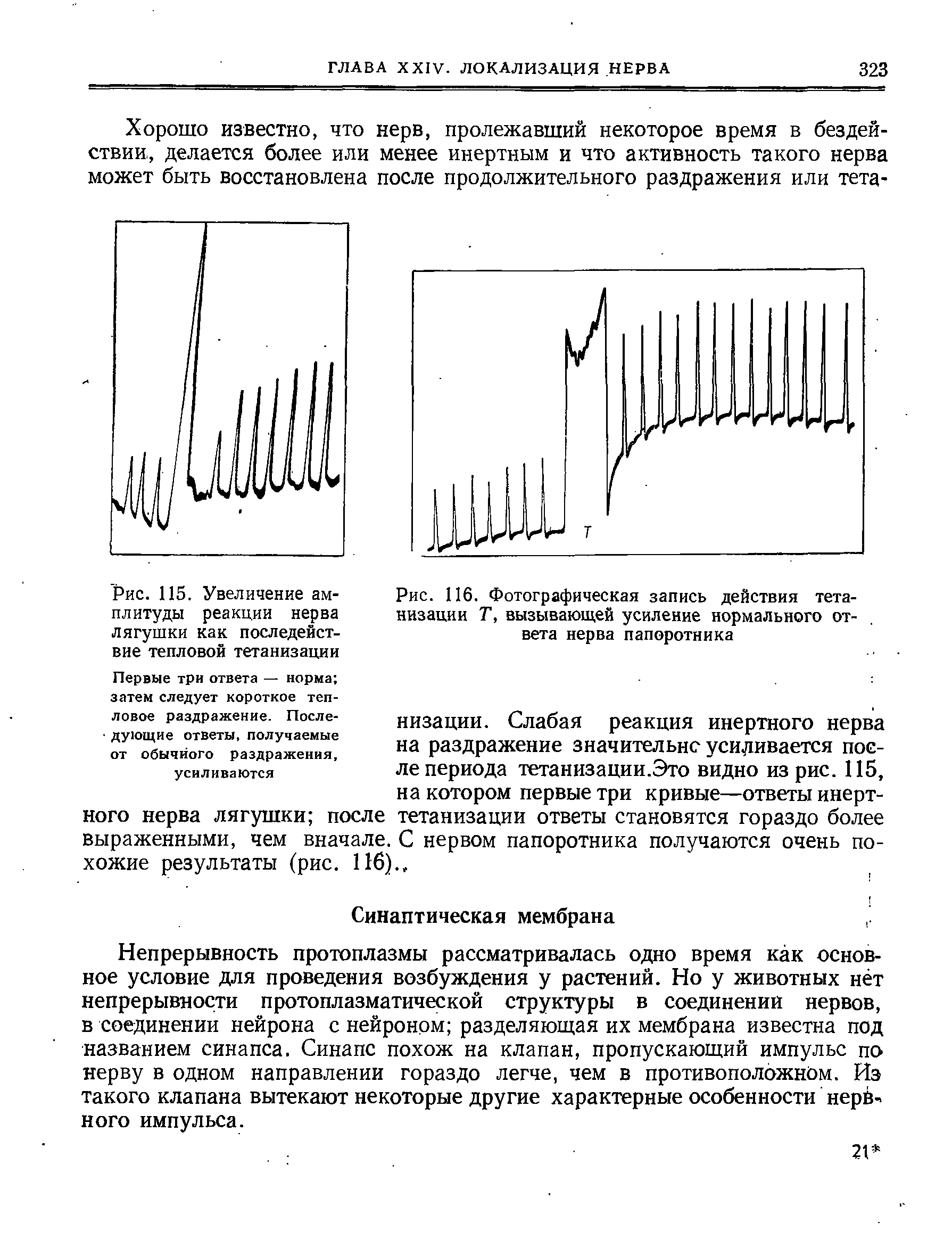 Рис. 115. Увеличение амплитуды реакции нерва лягушки как последействие тепловой тетанизации Первые три ответа — норма затем следует короткое тепловое раздражение. После- дующие ответы, получаемые от обычного раздражения, усиливаются...