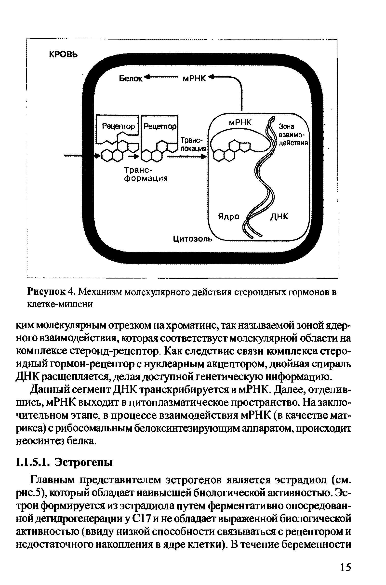 Рисунок 4. Механизм молекулярного действия стероидных гормонов в клетке-мишени...