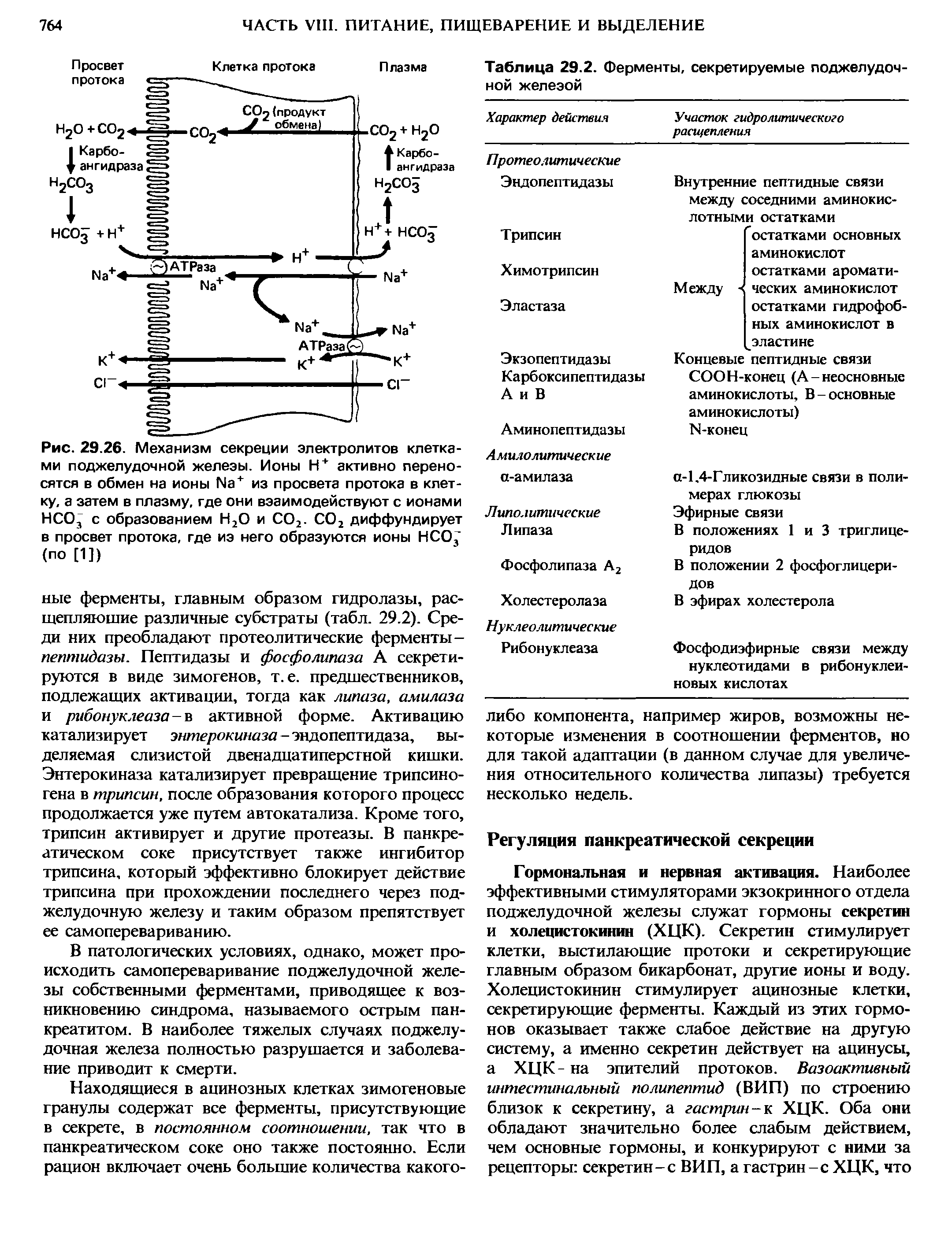 Рис. 29.26. Механизм секреции электролитов клетками поджелудочной железы. Ионы Н+ активно переносятся в обмен на ионы №+ из просвета протока в клетку, а затем в плазму, где они взаимодействуют с ионами НСО3 с образованием Н2О и СО2. СО2 диффундирует в просвет протока, где из него образуются ионы НСО, (по [1])...