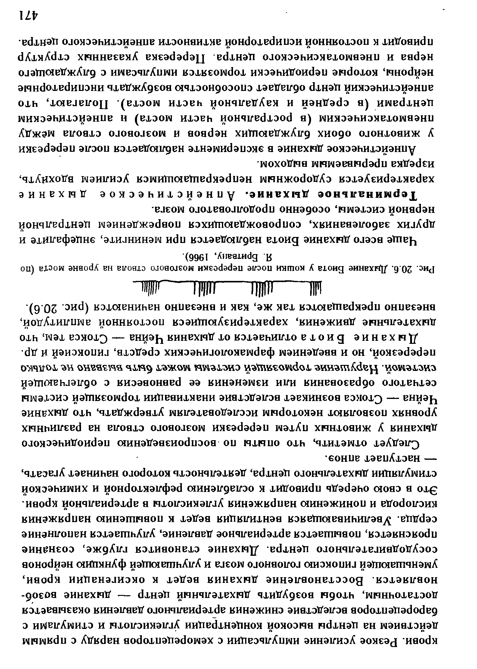 Рис. 20.6. Дыхание Биота у кошки после перерезки мозгового ствола на уровне моста (по Я. Бритвапу, 1966).