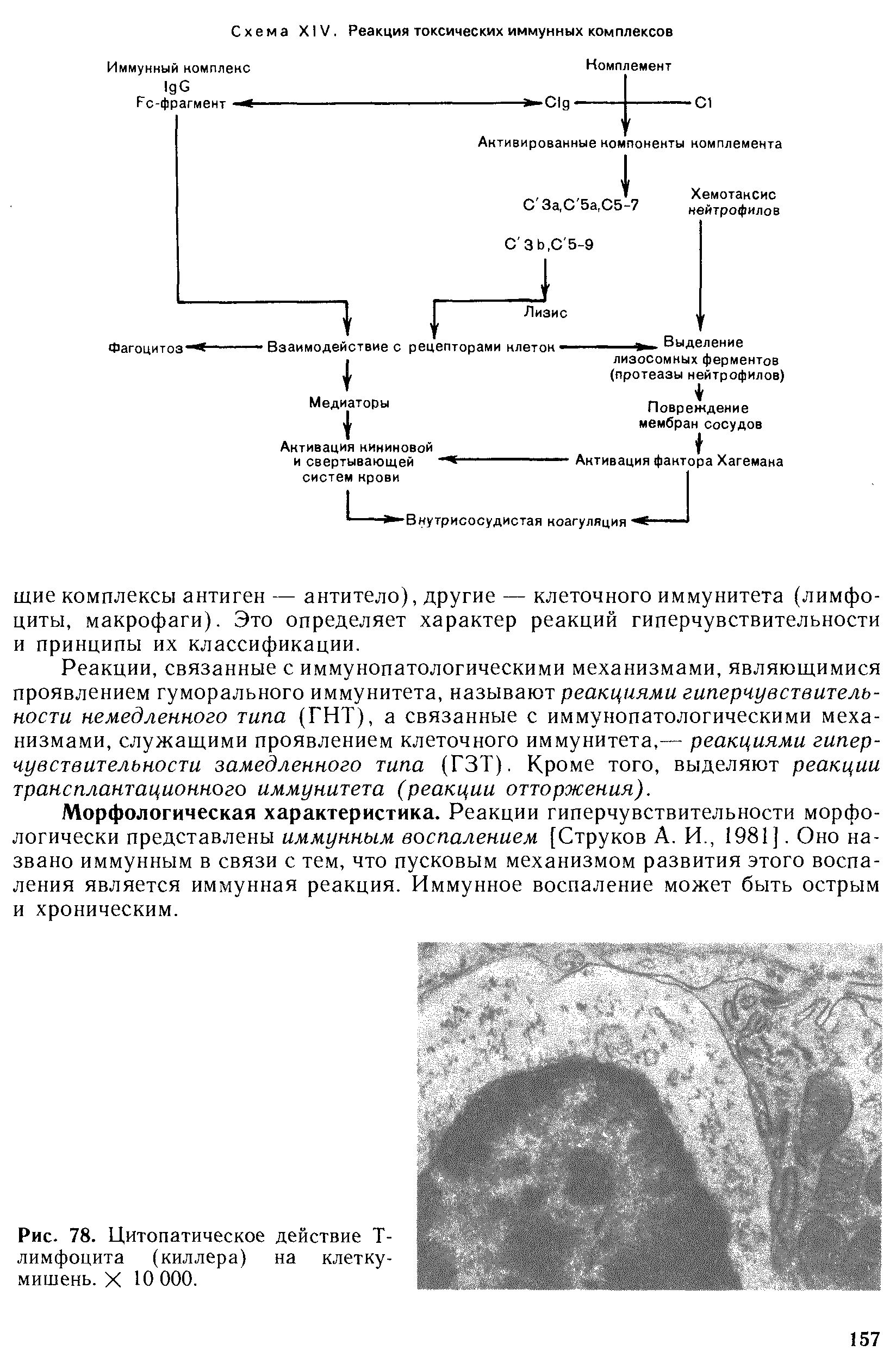 Рис. 78. Цитопатическое действие Т-лимфоцита (киллера) на клетку-мишень. X 10 000.