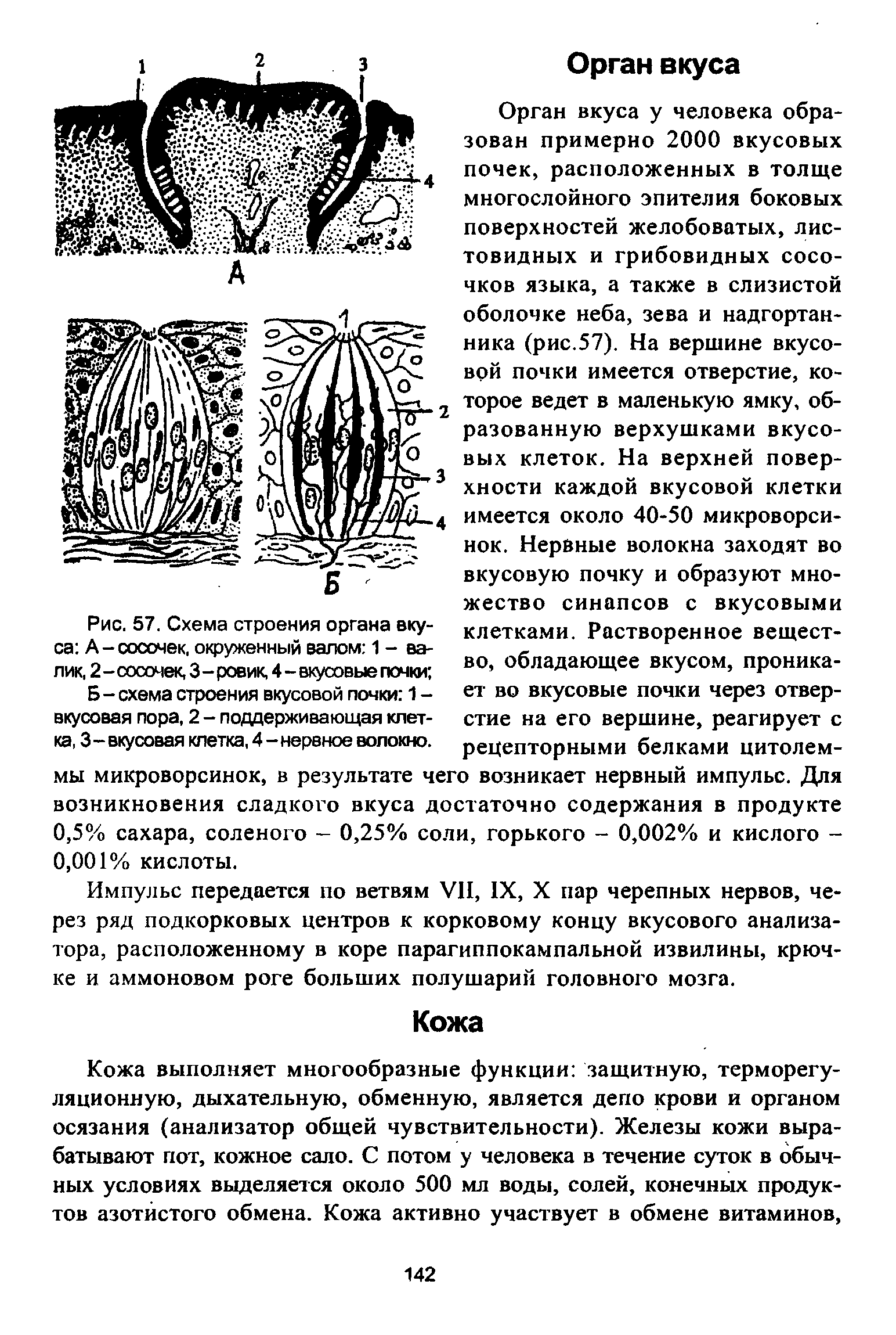 Рис. 57. Схема строения органа вкуса А-сосочек, окруженный валом 1 - валик, 2 - сосочек, 3 - ровик, 4 - вкусовые почки ...