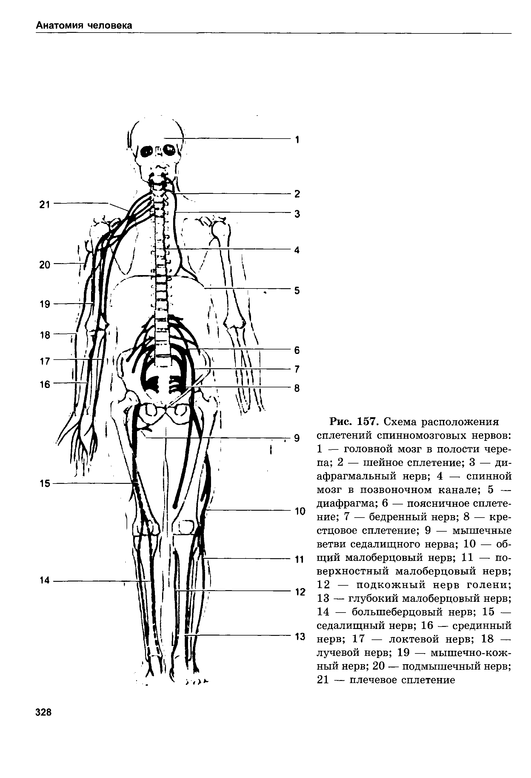 Рис. 157. Схема расположения д сплетений спинномозговых нервов 1 — головной мозг в полости черепа 2 — шейное сплетение 3 — диафрагмальный нерв 4 — спинной мозг в позвоночном канале 5 — диафрагма 6 — поясничное сплете-Ю ние 7 — бедренный нерв 8 — крестцовое сплетение 9 — мышечные ветви седалищного нерва 10 — об-11 гций малоберцовый нерв 11 — поверхностный малоберцовый нерв ...