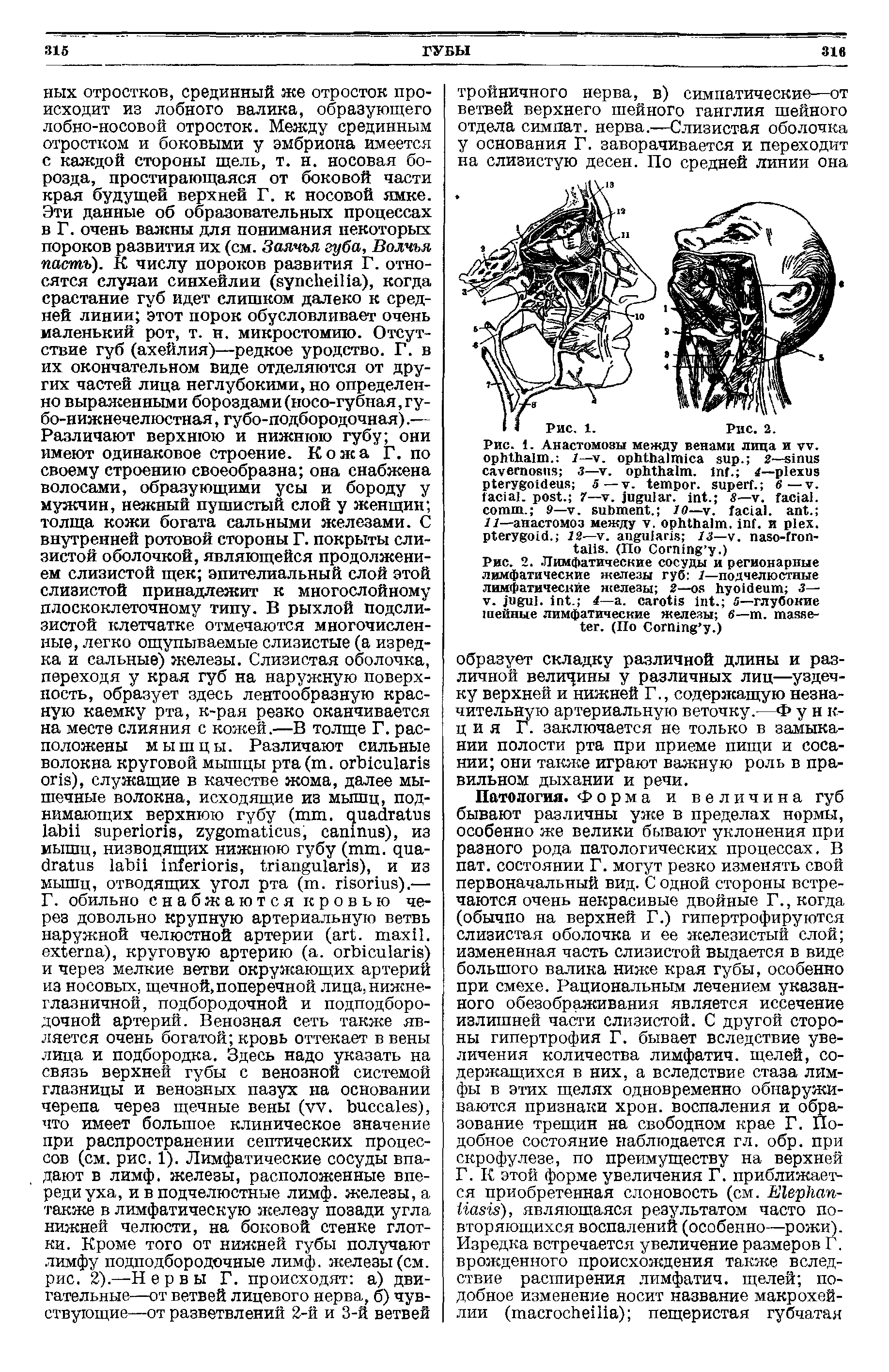 Рис. 2. Лимфатические сосуды и регионарные лимфатические железы губ 1—подчелюстные лимфатические железы 2— з— . . . 4— . . 5—глубокие шейные лимфатические железы в— . . (По C .)...