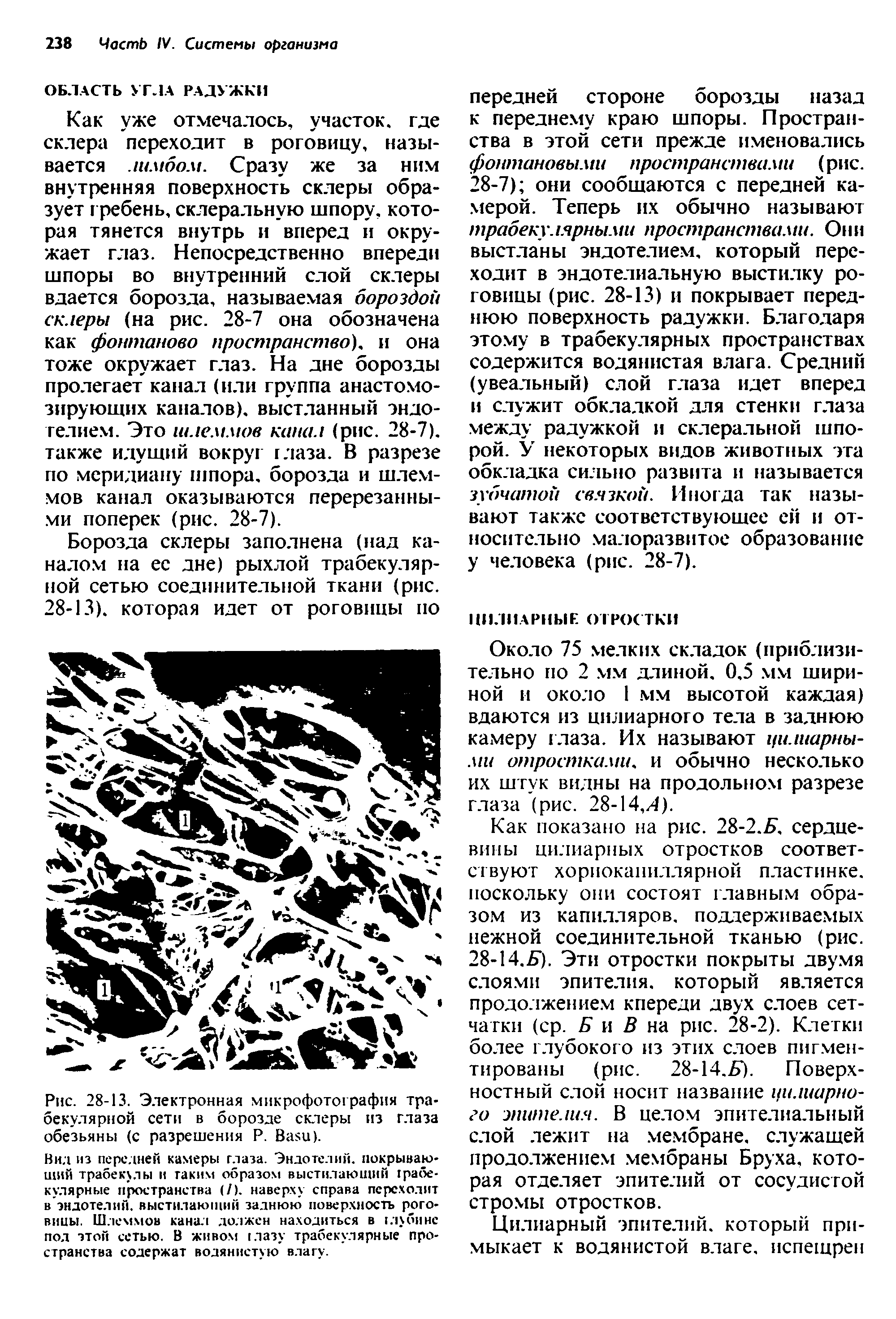 Рис. 28-13. Электронная микрофотография трабекулярной сети в борозде склеры из глаза обезьяны (с разрешения Р. B ).