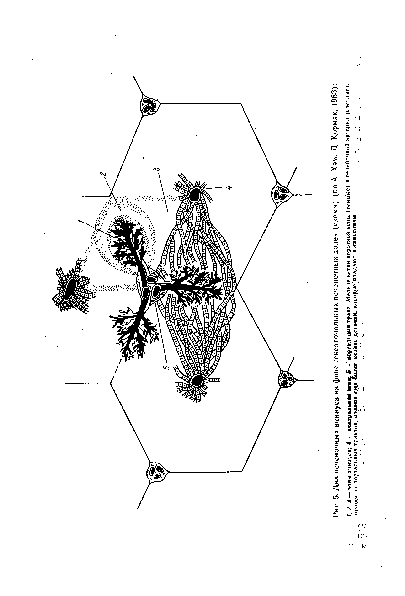 Рис. 5. Два печеночных ацинуса на фоне гексагональных печеночных долек (схема) (по А. Хэм, Д. Кормак, 1983) ...
