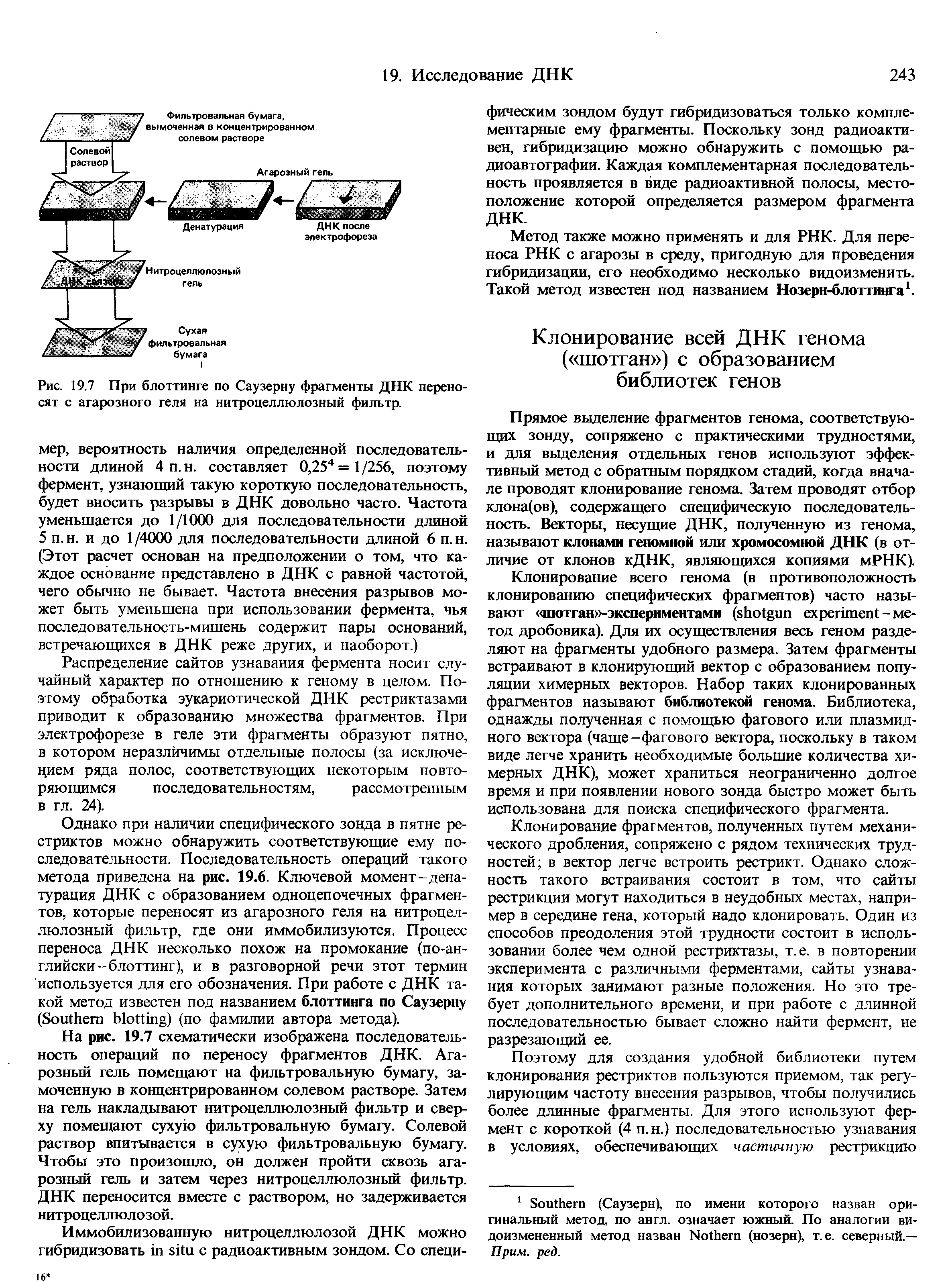 Рис. 19.7 При блоттинге по Саузерну фрагменты ДНК переносят с агарозного геля на нитроцеллюлозный фильтр.