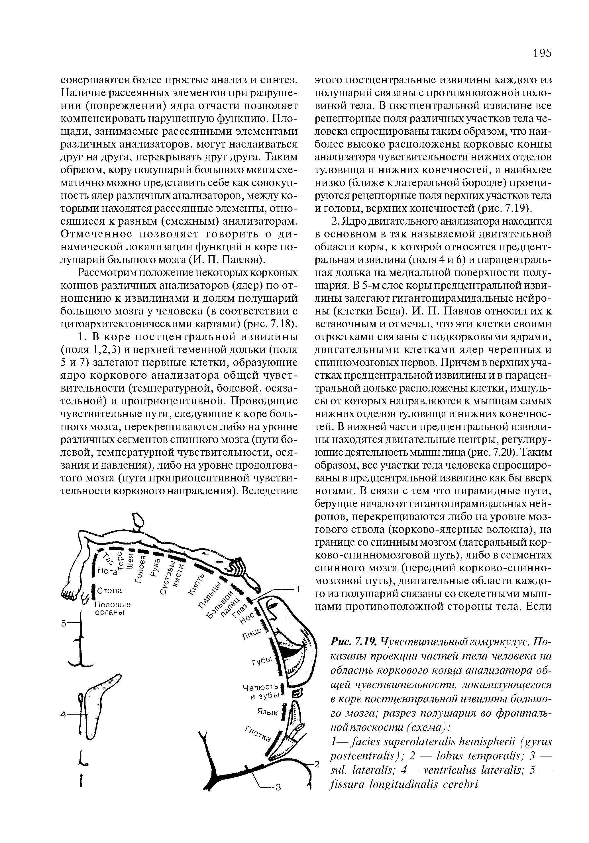 Рис. 7.19. Чувствительный гомункулус. Показаны проекции частей тела человека на область коркового конца анализатора общей чувствительности, локализующегося в коре постцентральной извилины большого мозга разрез полушария во фронтальной плоскости (схема) ...
