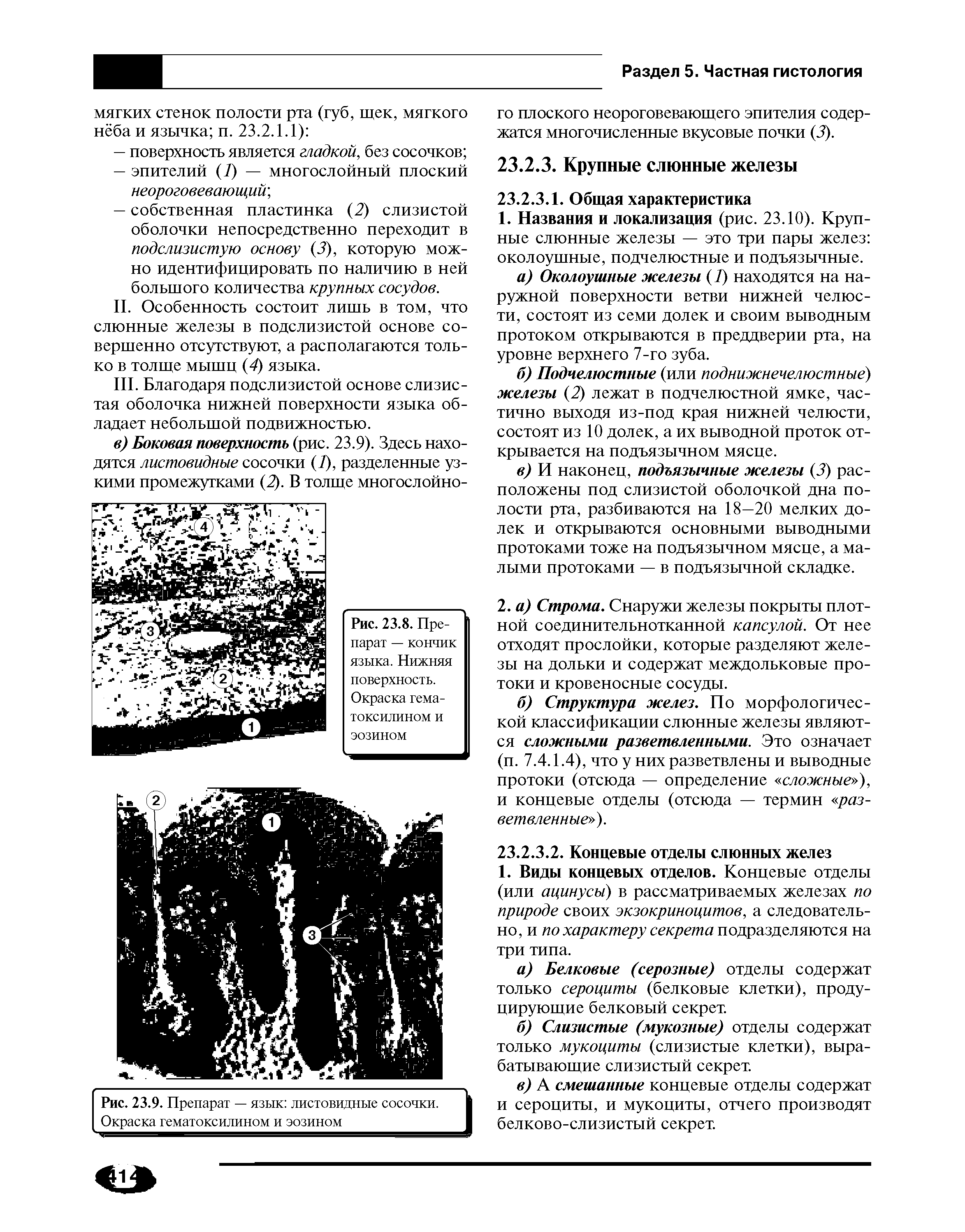 Рис. 23.8. Препарат — кончик языка. Нижняя поверхность. Окраска гематоксилином и эозином...