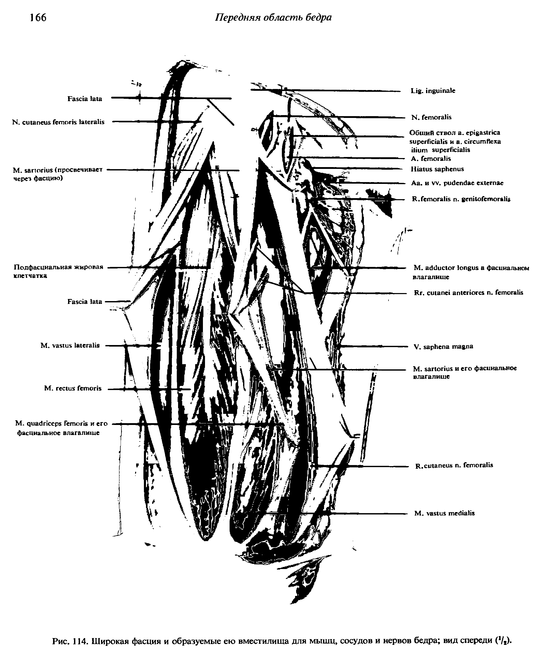 Рис. 114. Широкая фасция и образуемые ею вместилища для мышц, сосудов и нервов бедра вид спереди ( /,).