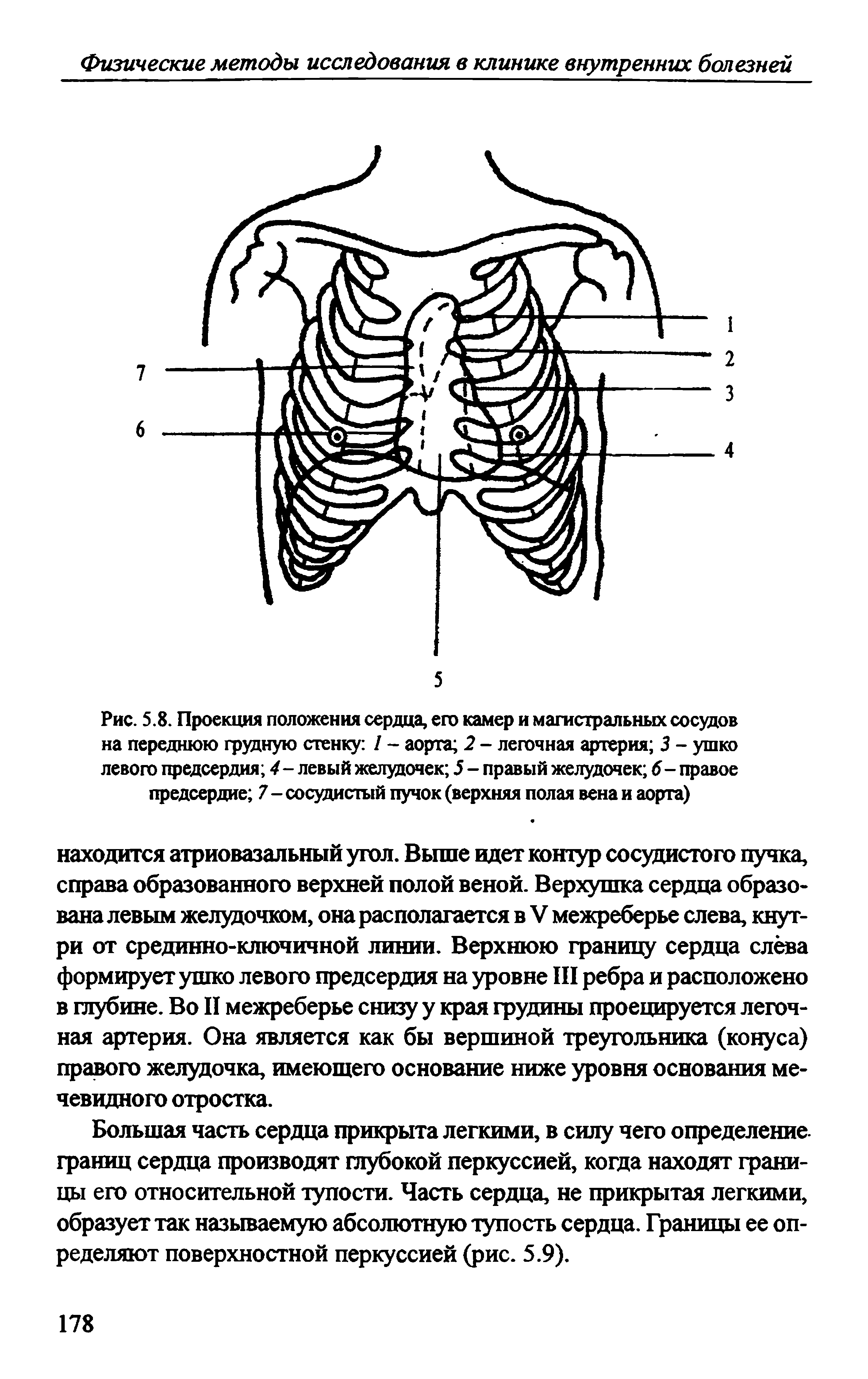 Рис. 5.8. Проекция положения сердца, его камер и магистральных сосудов на переднюю грудную стенку / - аорта 2 - легочная артерия 3 - ушко левого предсердия 4- левый желудочек 5 - правый желудочек 6- правое предсердие 7 - сосудистый пучок (верхняя полая вена и аорта)...