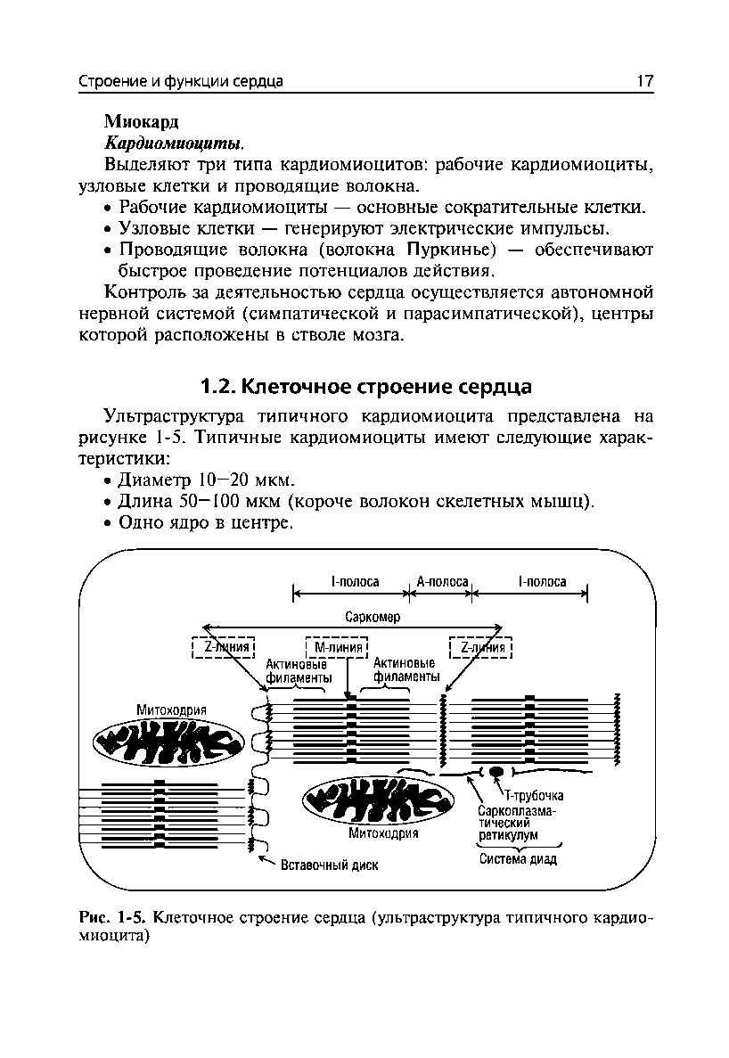 Рис. 1-5. Клеточное строение сердца (ультраструктура типичного кардиомиоцита)...