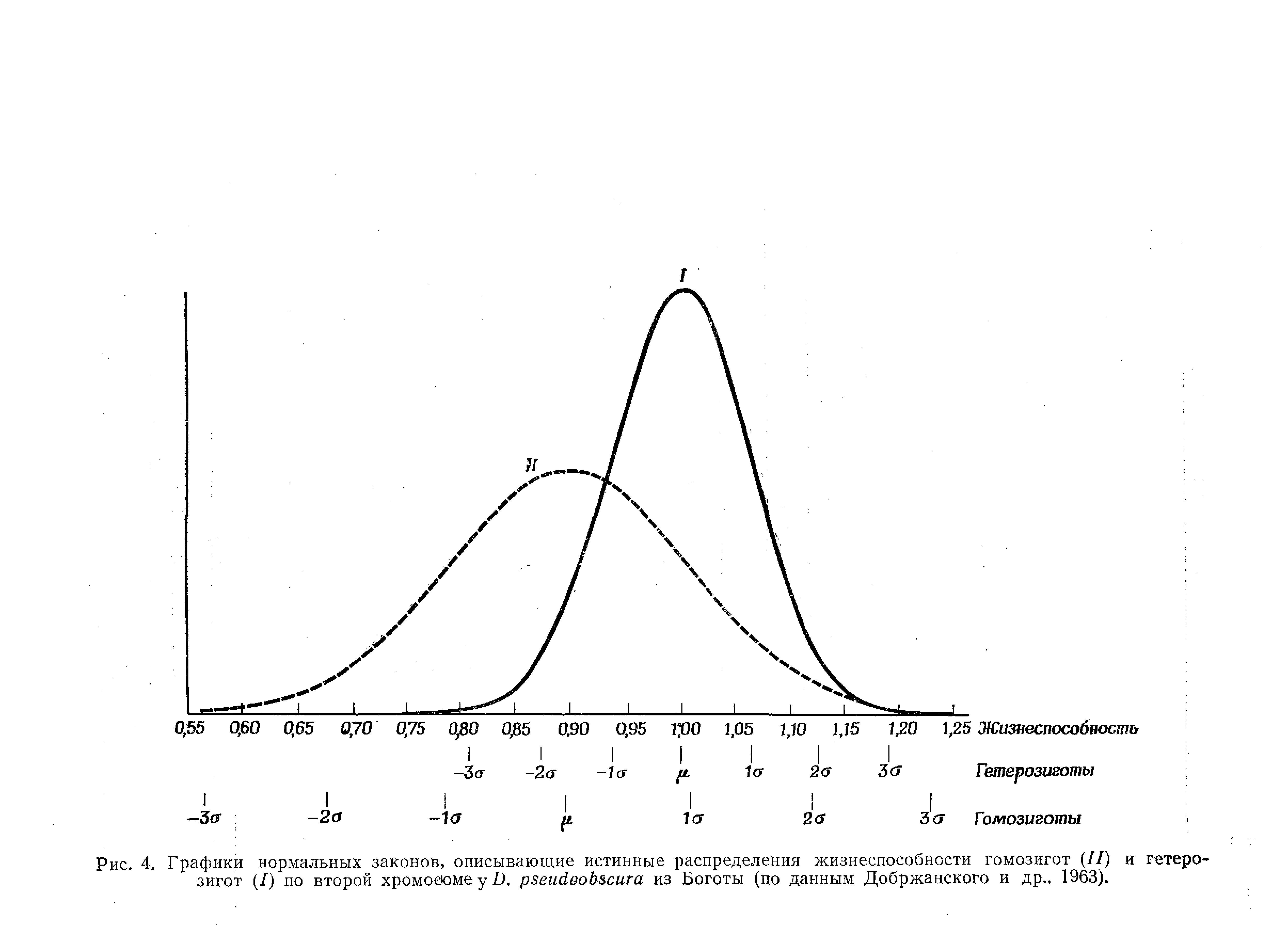 Рис. 4. Графики нормальных законов, описывающие истинные распределения жизнеспособности гомозигот (II) и гетерозигот (I) по второй хромоооме у ). рзеийвоЬзсига из Боготы (по данным Добржанского и др., 1963).