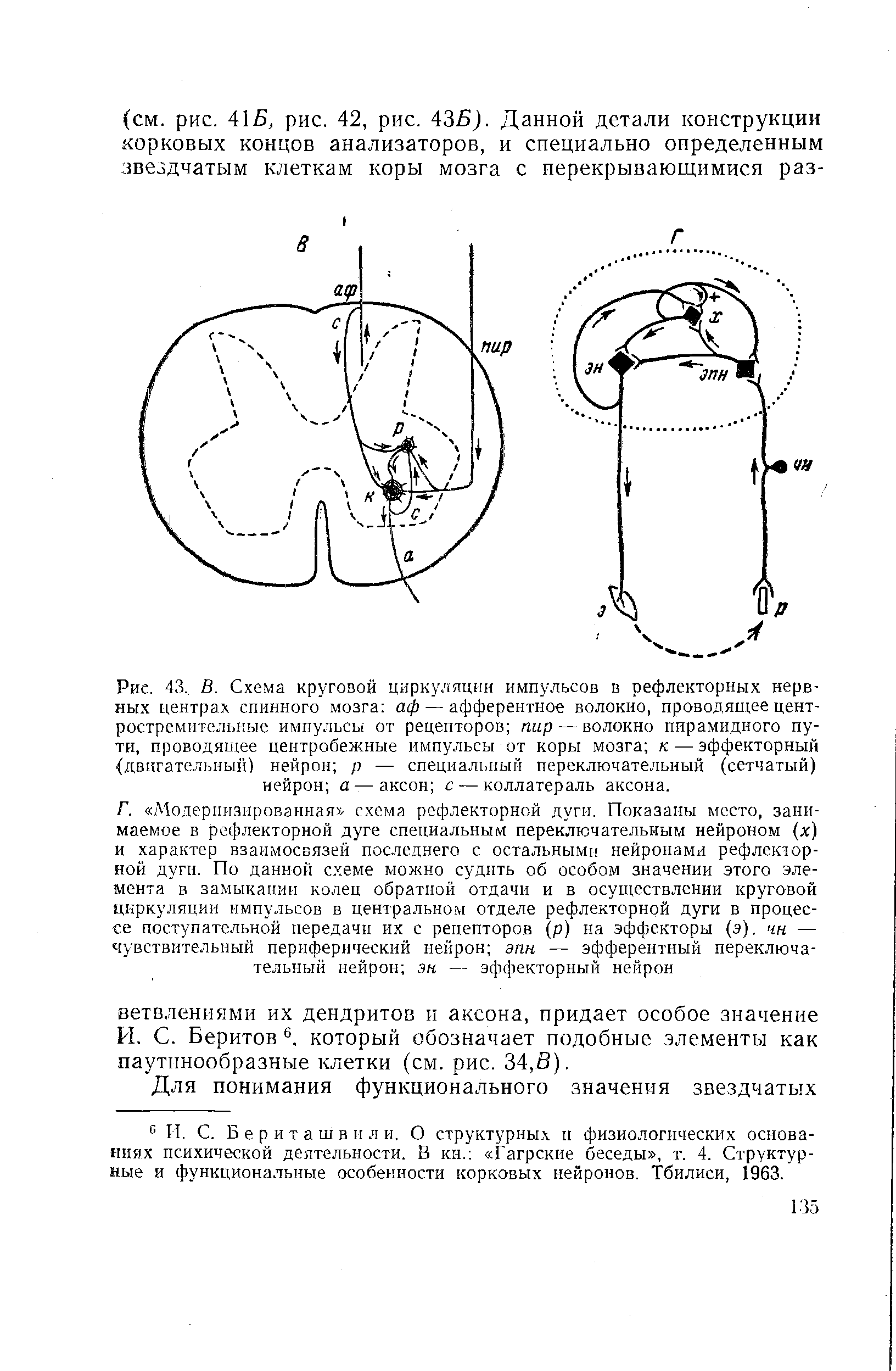 Рис. 43, В. Схема круговой циркуляции импульсов в рефлекторных нервных центрах спинного мозга аф — афферентное волокно, проводящее центростремительные импульсы от рецепторов пир — волокно пирамидного пути, проводящее центробежные импульсы от коры мозга к — эффекторный (двигательный) нейрон р — специальный переключательный (сетчатый) нейрон а—аксон с — коллатераль аксона.