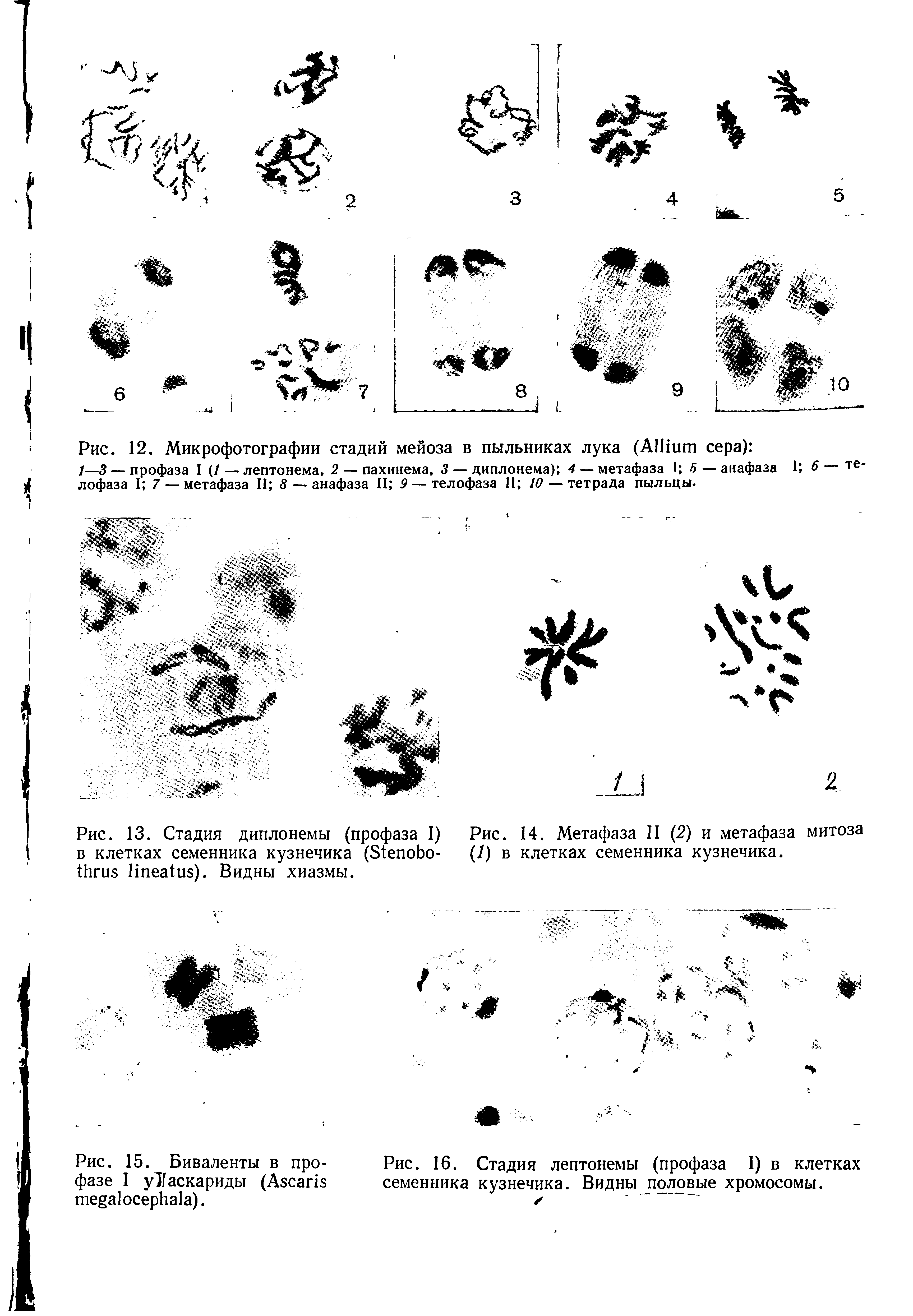 Рис. 14. Метафаза II (2) и метафаза митоза (/) в клетках семенника кузнечика.