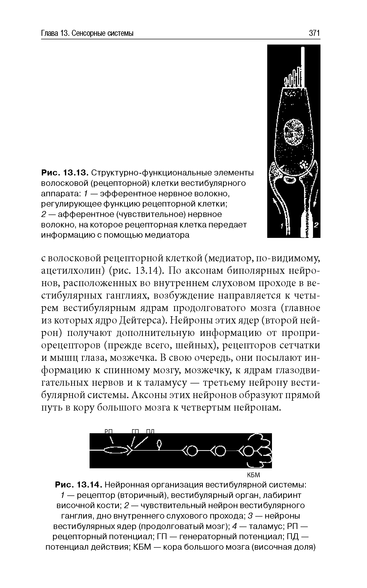 Рис. 13.14. Нейронная организация вестибулярной системы 1 — рецептор (вторичный), вестибулярный орган, лабиринт височной кости 2 — чувствительный нейрон вестибулярного ганглия, дно внутреннего слухового прохода 3 — нейроны вестибулярных ядер (продолговатый мозг) 4 — таламус РП — рецепторный потенциал ГП — генераторный потенциал ПД — потенциал действия КБМ — кора большого мозга (височная доля)...