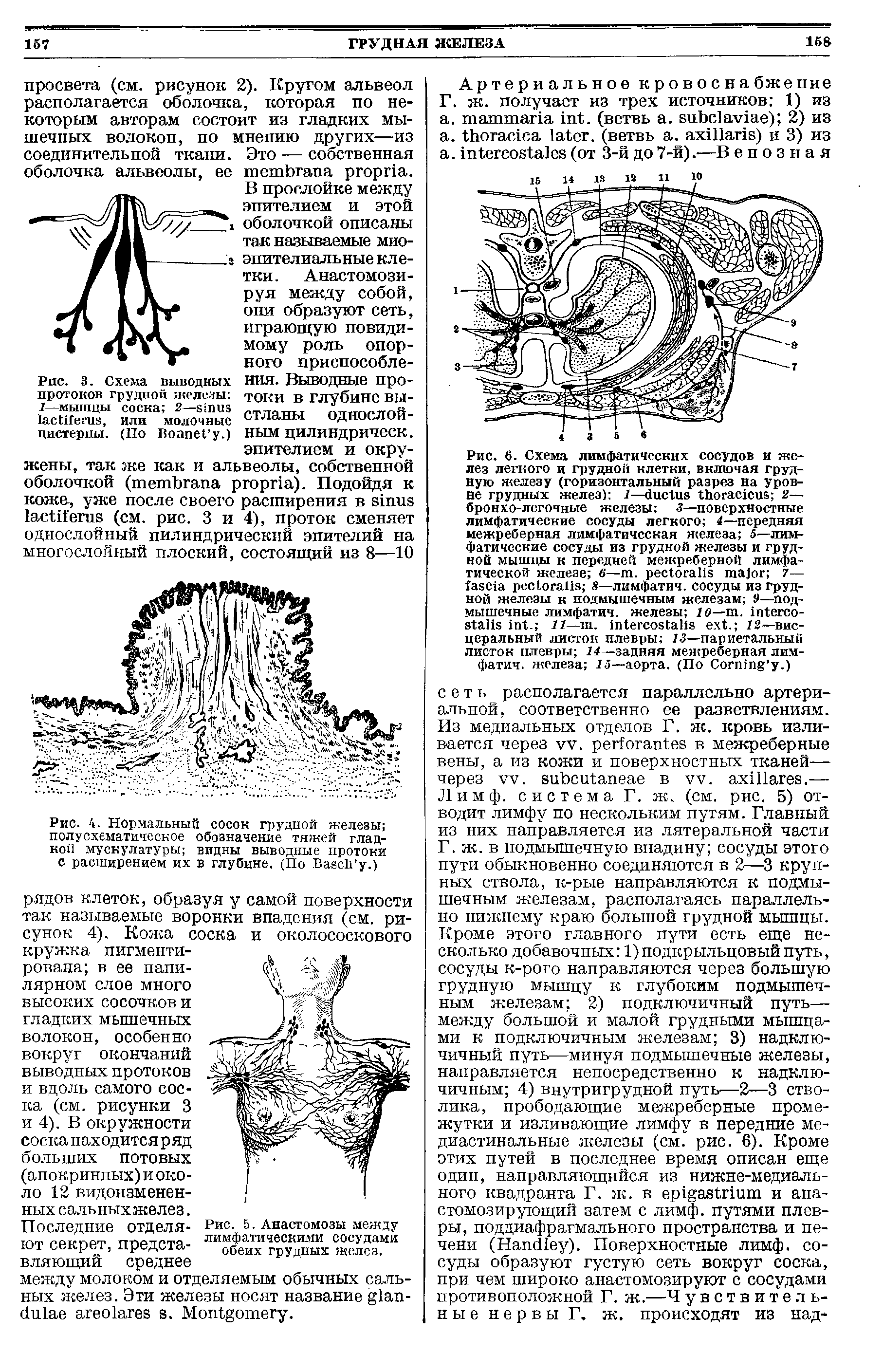 Рис. 5. Анастомозы между лимфатическими сосудами обеих грудных желез.