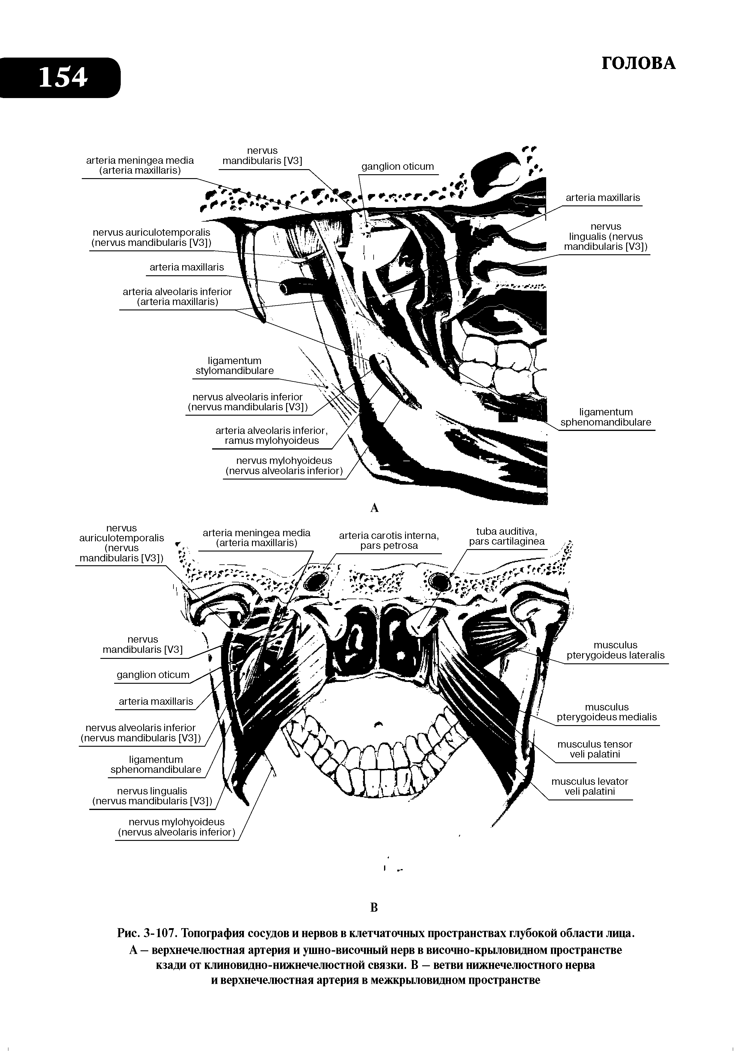 Рис. 3-107. Топография сосудов и нервов в клетчаточных пространствах глубокой области лица. А — верхнечелюстная артерия и ушно-височный нерв в височно-крыловидном пространстве кзади от клиновидно-нижнечелюстной связки. В — ветви нижнечелюстного нерва и верхнечелюстная артерия в межкрыловидном пространстве...