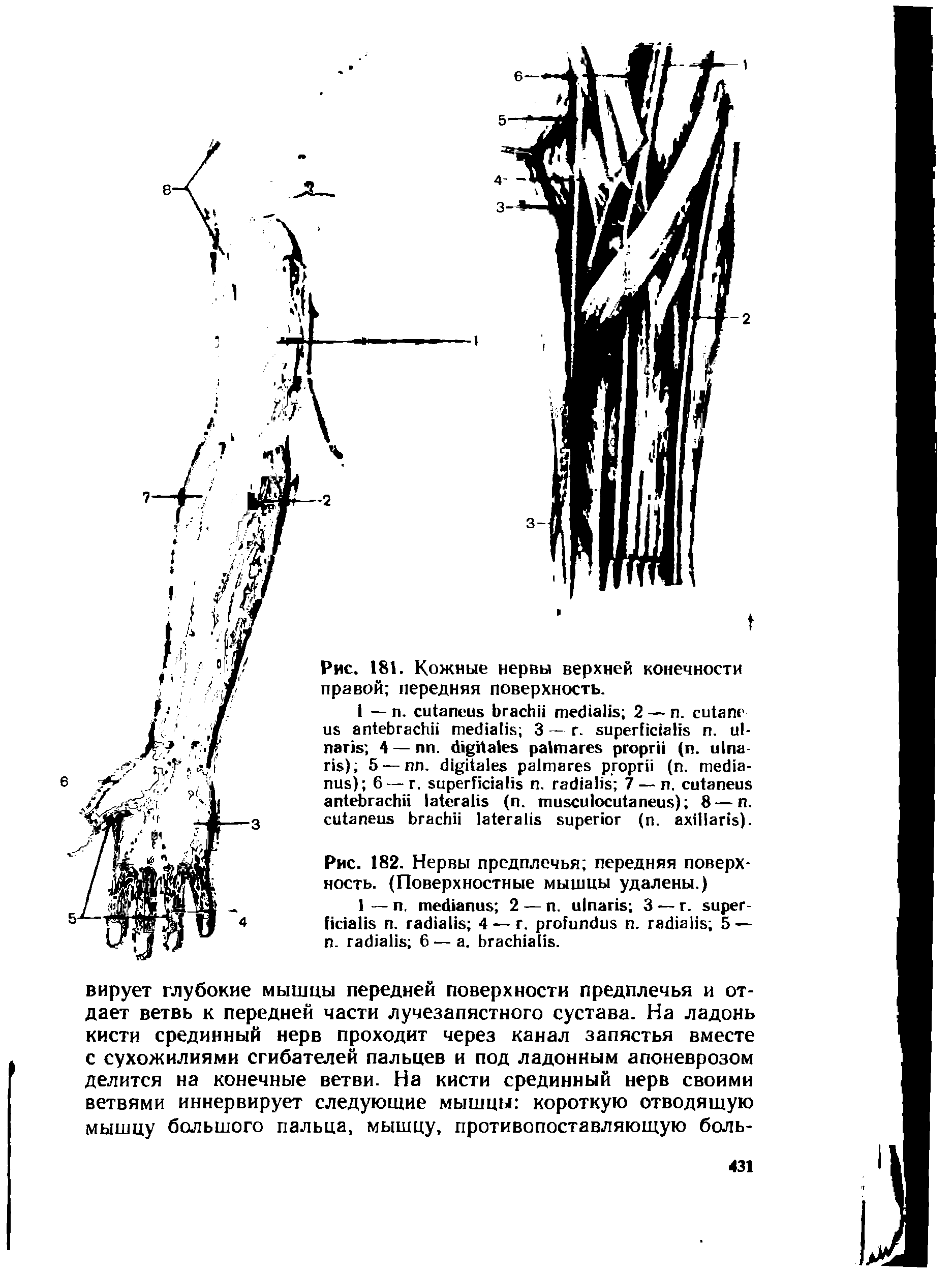 Рис. 182. Нервы предплечья передняя поверхность. (Поверхностные мышцы удалены.)...