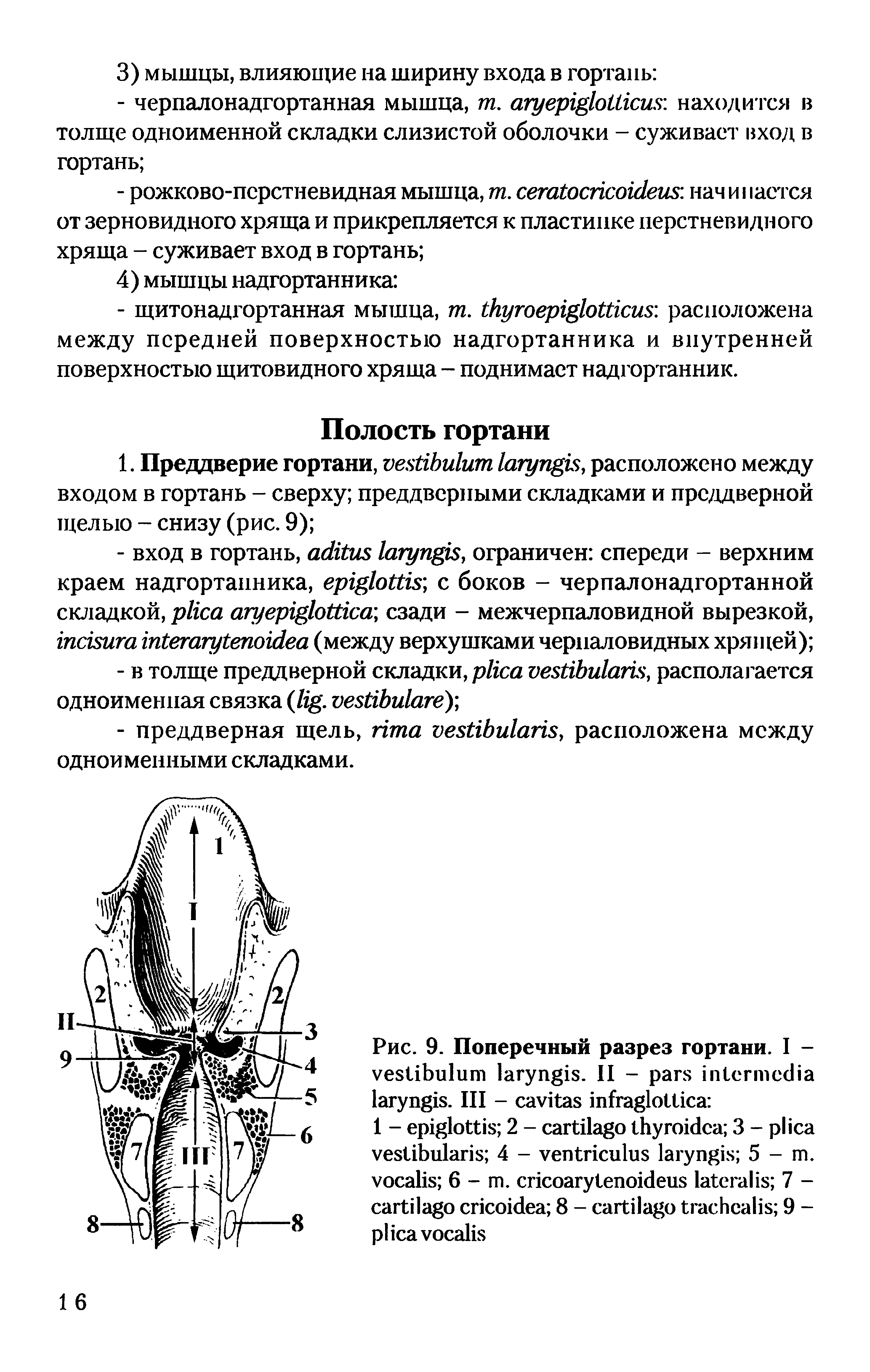 Рис. 9. Поперечный разрез гортани. I - . II - . I - ...