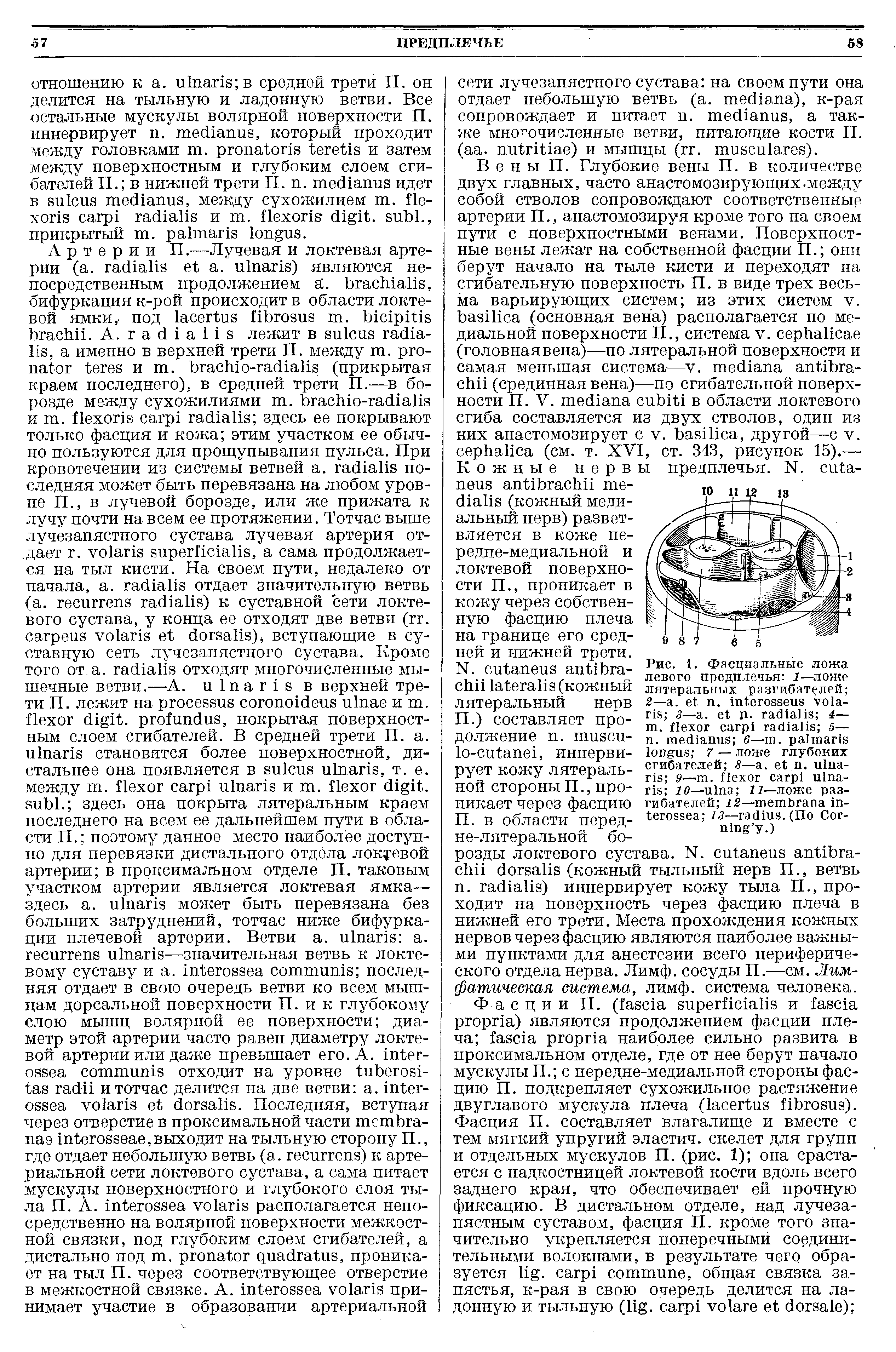 Рис. 1. Фасциальные ложа левого предплечья 1—ложе литеральных разгибателей 2— . л. 3— . и. 4—...