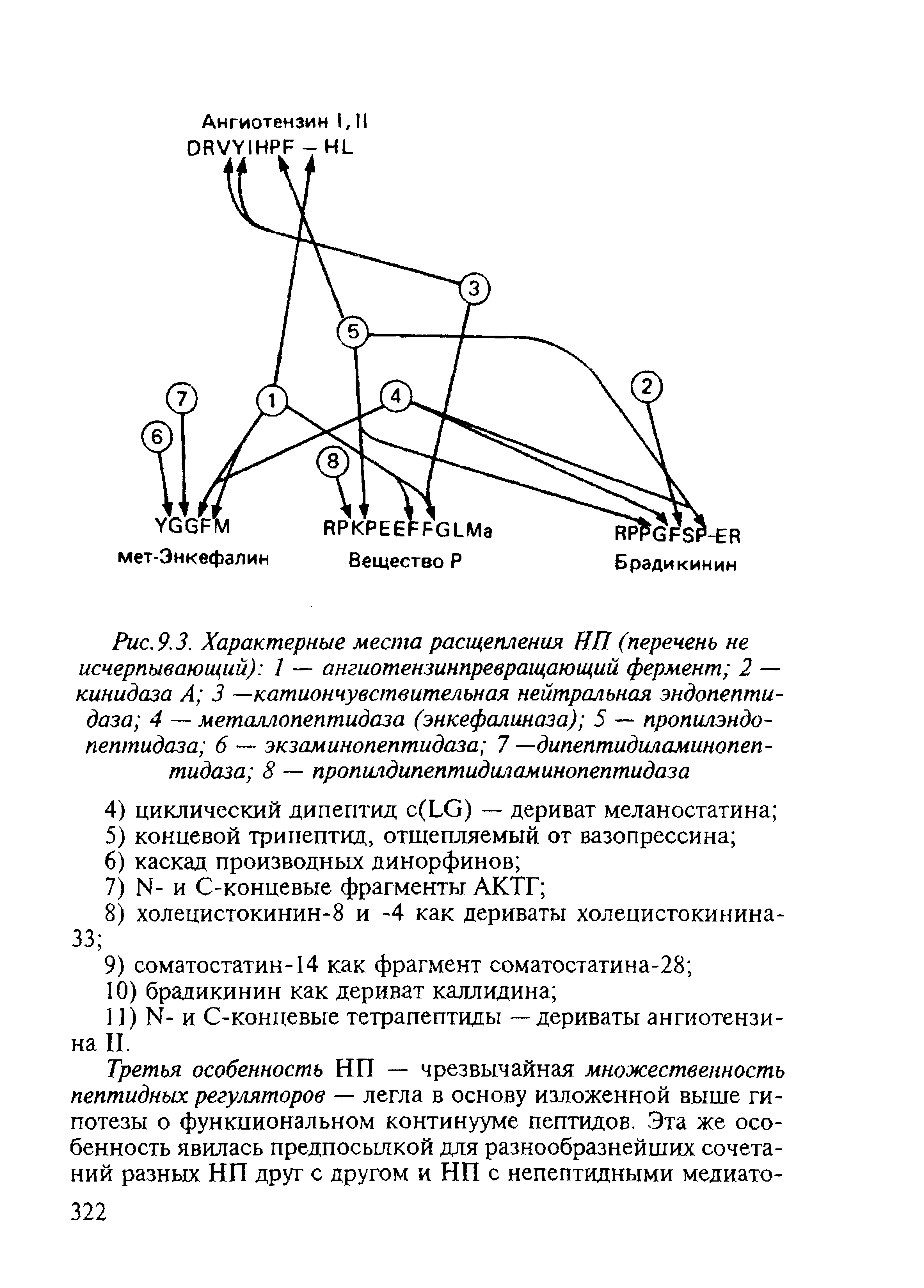 Рис.9.3. Характерные места расщепления НП (перечень не исчерпывающий) 1 — ангиотензинпревращающий фермент 2 — кинидаза А 3 —катиончувствительная нейтральная эндопептидаза 4 — металлопептидаза (энкефалиназа) 5 — пропилэндо-пептидаза 6 — экзаминопептидаза 7 —дипептидиламинопеп-тидаза 8 — пропилдипептидиламинопептидаза...