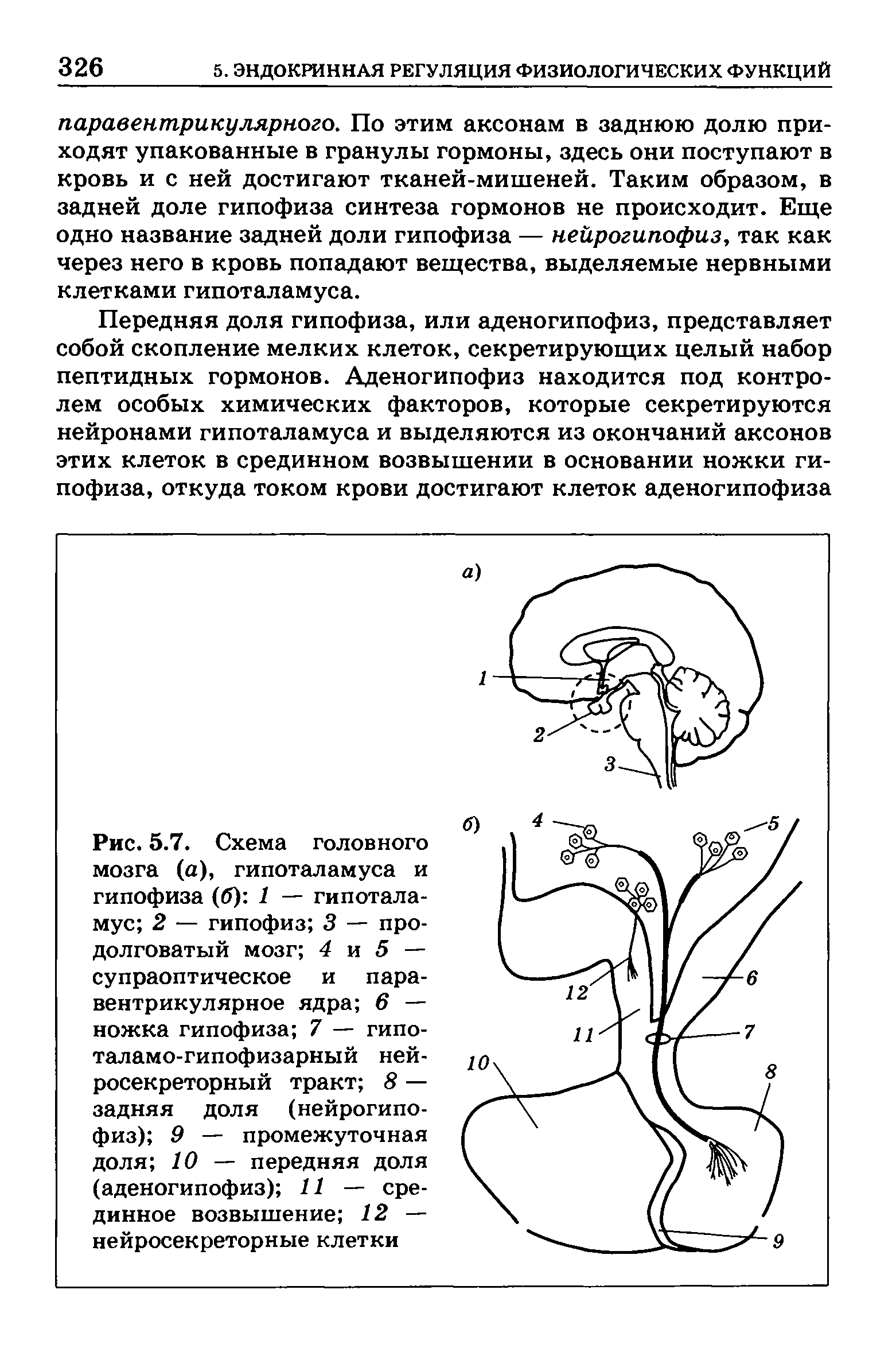 Рис. 5.7. Схема головного мозга (а), гипоталамуса и гипофиза (б) 1 — гипоталамус 2 — гипофиз 3 — продолговатый мозг 4 и 5 — супраоптическое и пара-вентрикулярное ядра 6 — ножка гипофиза 7 — гипо-таламо-гипофизарный нейросекреторный тракт 8 — задняя доля (нейрогипофиз) 9 — промежуточная доля 10 — передняя доля (аденогипофиз) 11 — срединное возвышение 12 — нейросекреторные клетки...