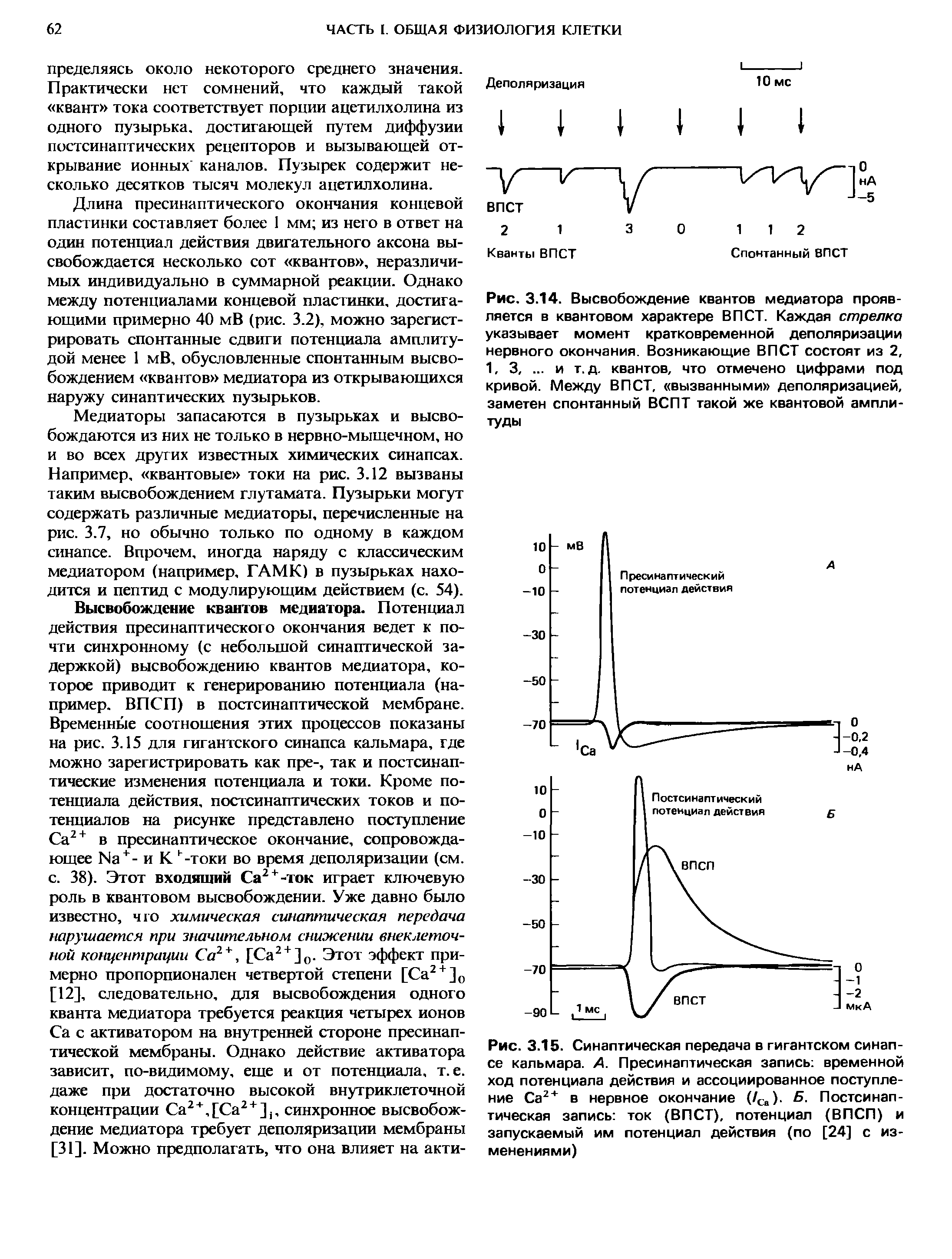 Рис. 3.15. Синаптическая передача в гигантском синапсе кальмара. А. Пресинаптическая запись временной ход потенциала действия и ассоциированное поступление Са2+ в нервное окончание (/Св). Б- Постсинаптическая запись ток (ВПСТ), потенциал (ВПСП) и запускаемый им потенциал действия (по [24] с изменениями)...