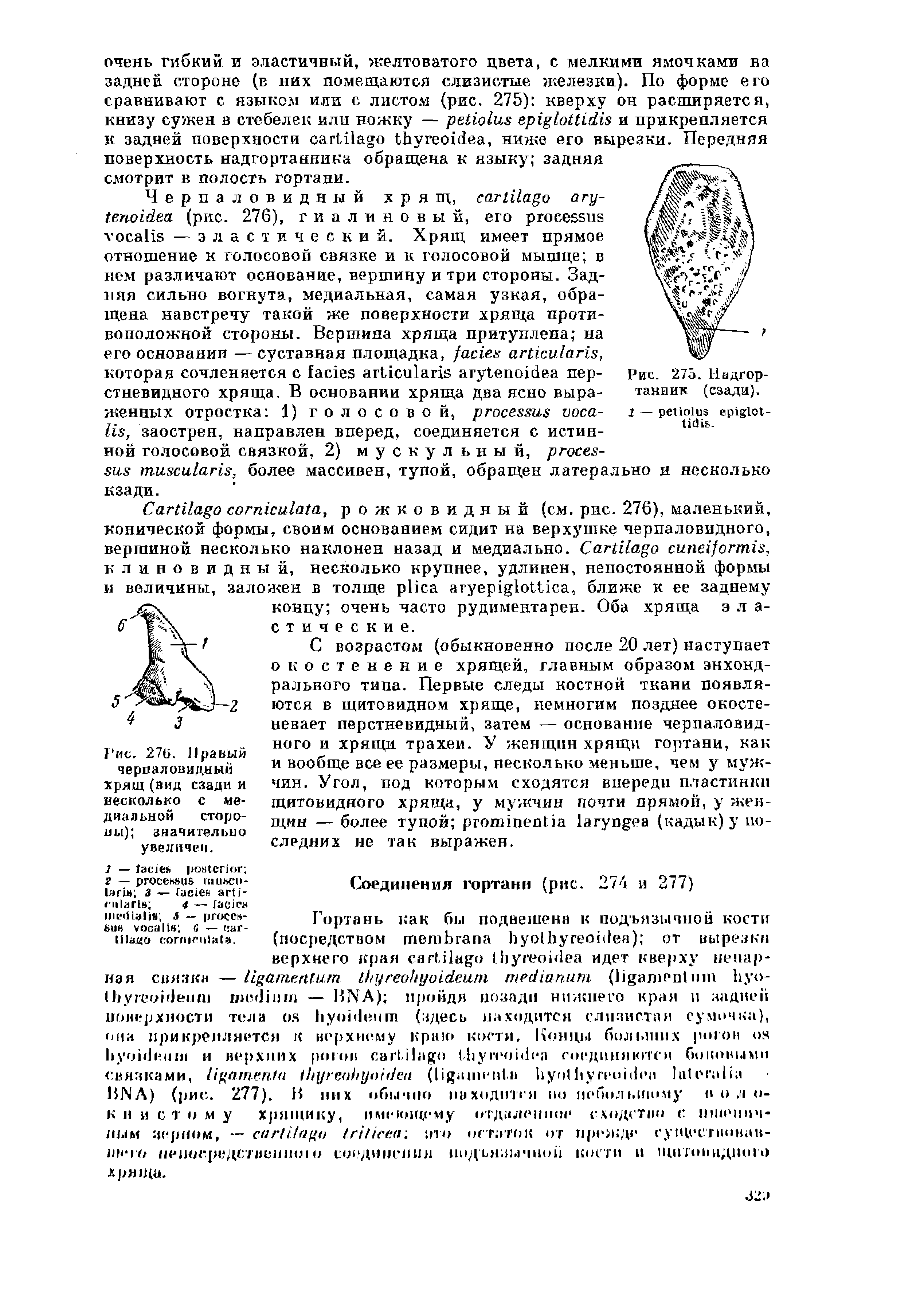 Рис. 270. Правый черпаловидный хрящ (вид сзади и несколько с медиальной сторо-значительно увеличен.