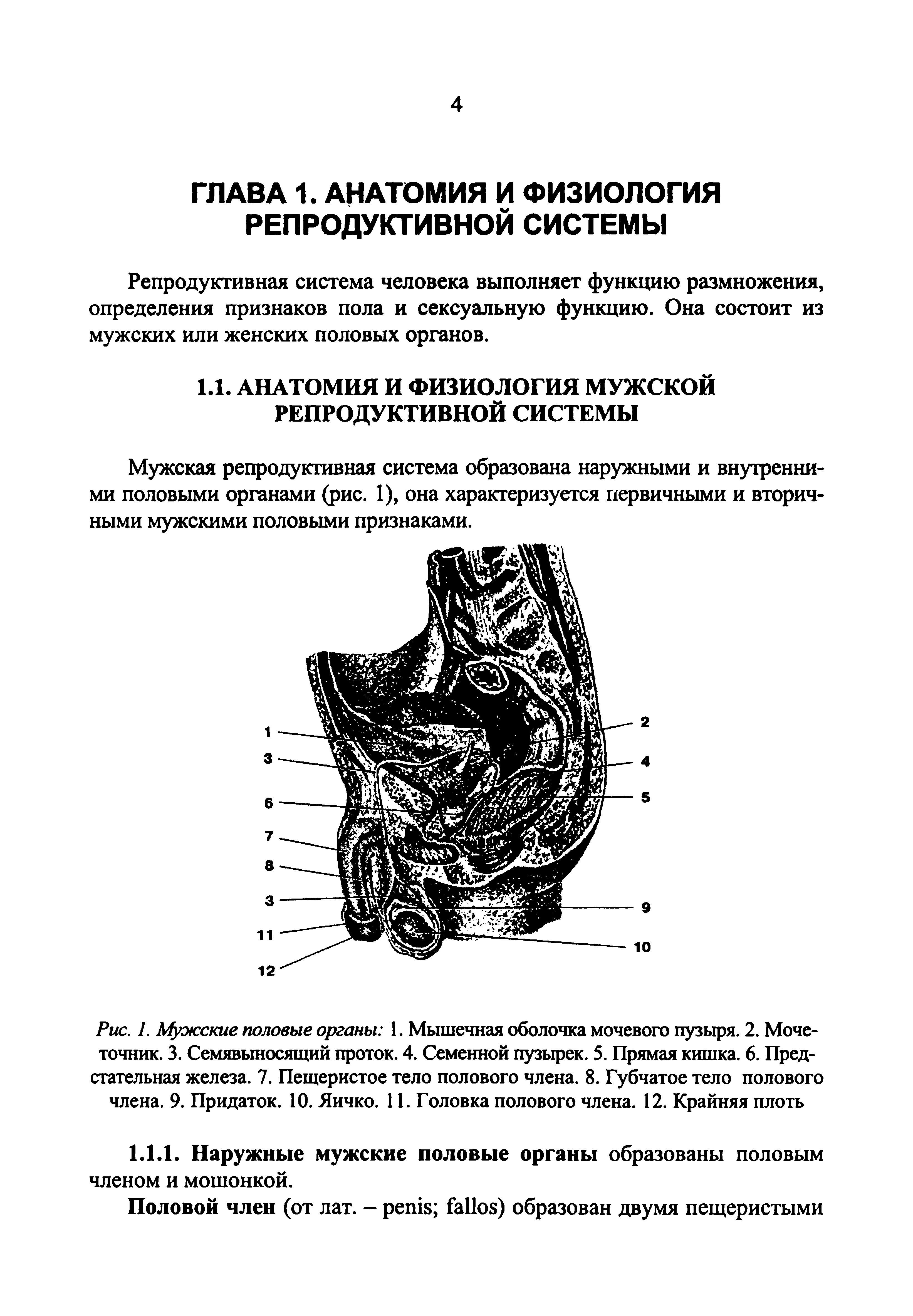 Рис. 1. Мужские половые органы 1. Мышечная оболочка мочевого пузыря. 2. Мочеточник. 3. Семявыносящий проток. 4. Семенной пузырек. 5. Прямая кишка. 6. Предстательная железа. 7. Пещеристое тело полового члена. 8. Губчатое тело полового члена. 9. Придаток. 10. Яичко. 11. Головка полового члена. 12. Крайняя плоть...