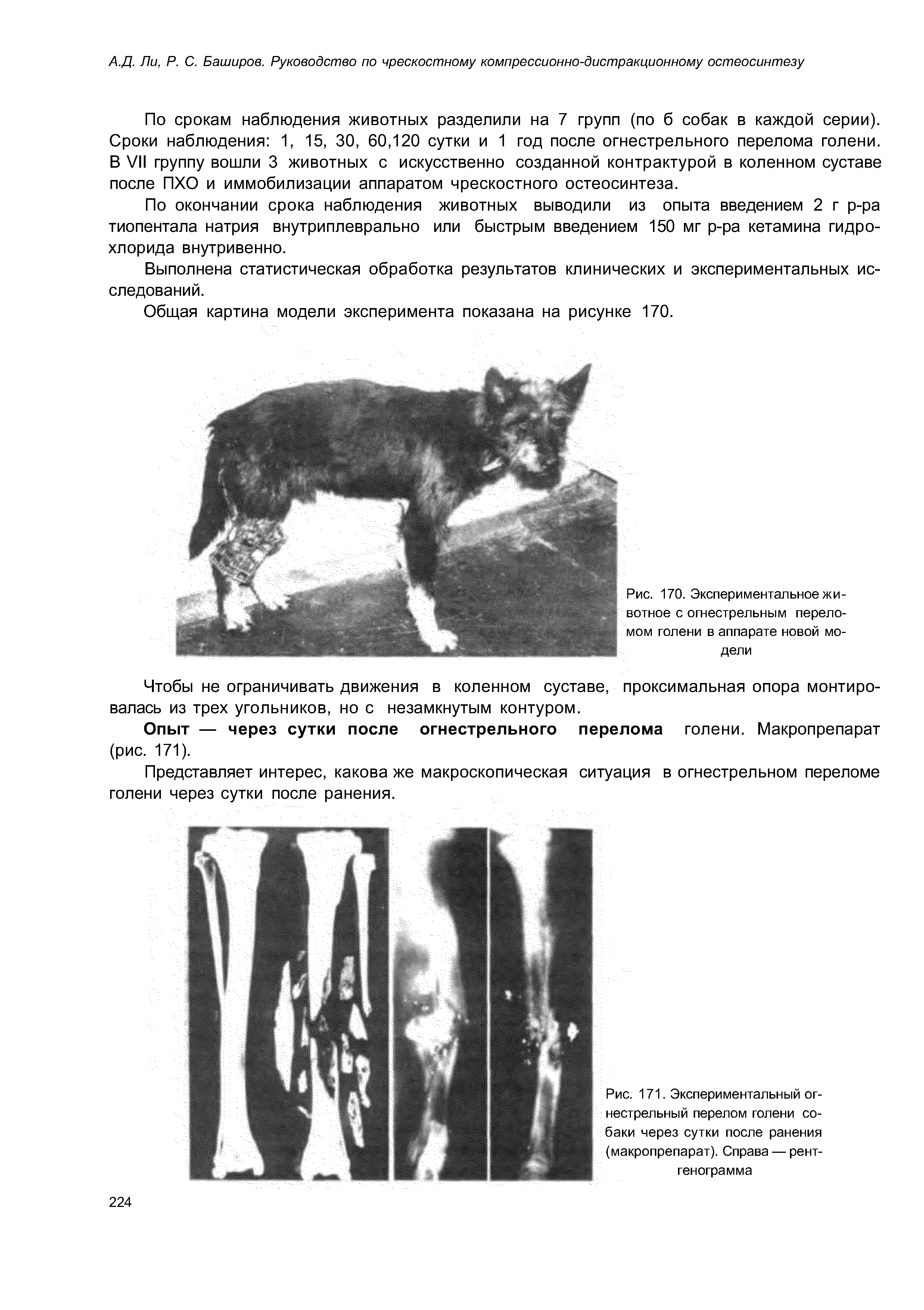 Рис. 171. Экспериментальный огнестрельный перелом голени собаки через сутки после ранения (макропрепарат). Справа — рентгенограмма...