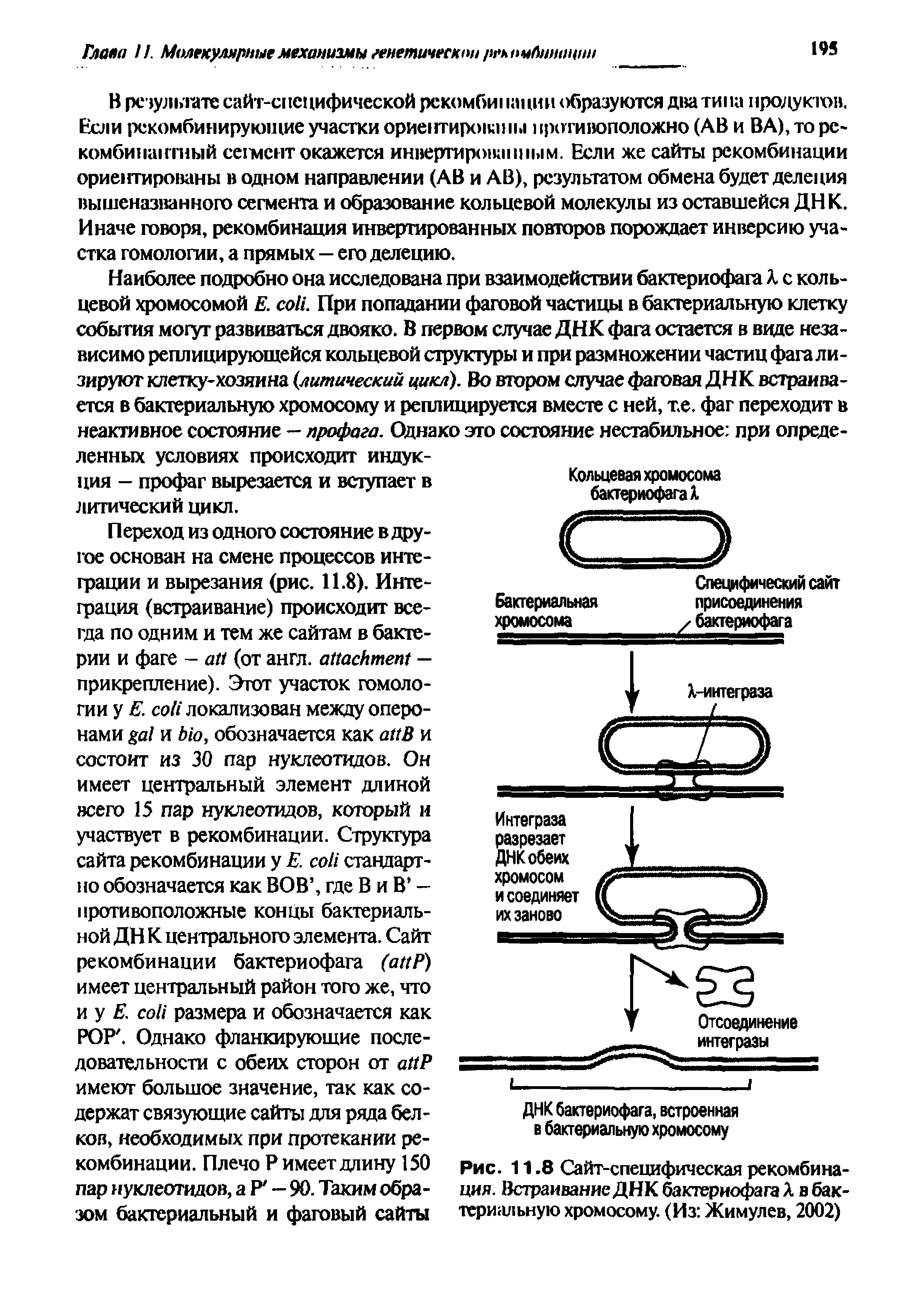 Рис. 11.8 Сайт-специфическая рекомбинация. Встраивание ДНК бактериофага А в бактериальную хромосому. (Из Жимулев, 2002)...