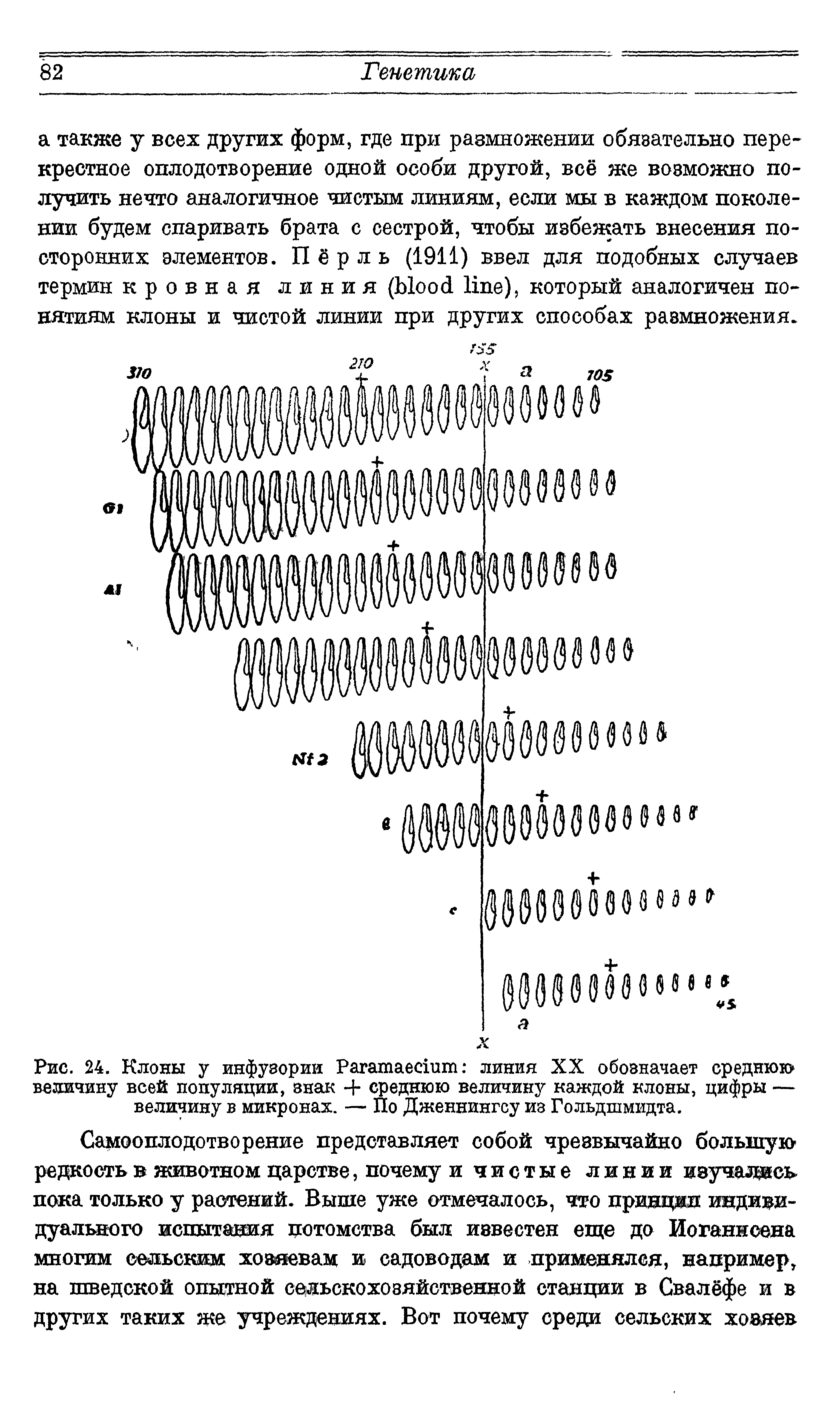 Рис. 24. Клоны у инфузории Рагатаесппп линия XX обозначает среднюю величину всей популяции, знак 4- среднюю величину каждой клоны, цифры — величину в микронах. — По Дженнингсу из Гольдшмидта.