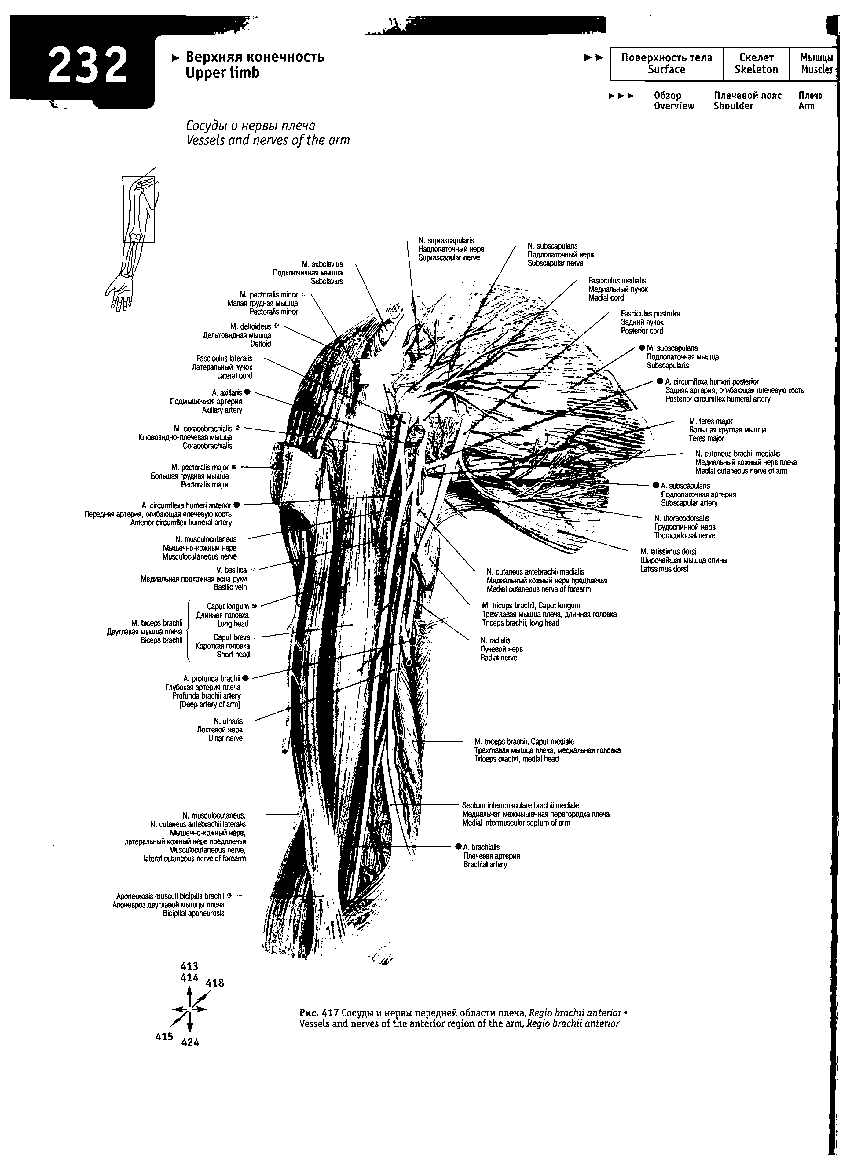 Рис. 417 Сосуды и нервы передней области плеча, R V , R ...