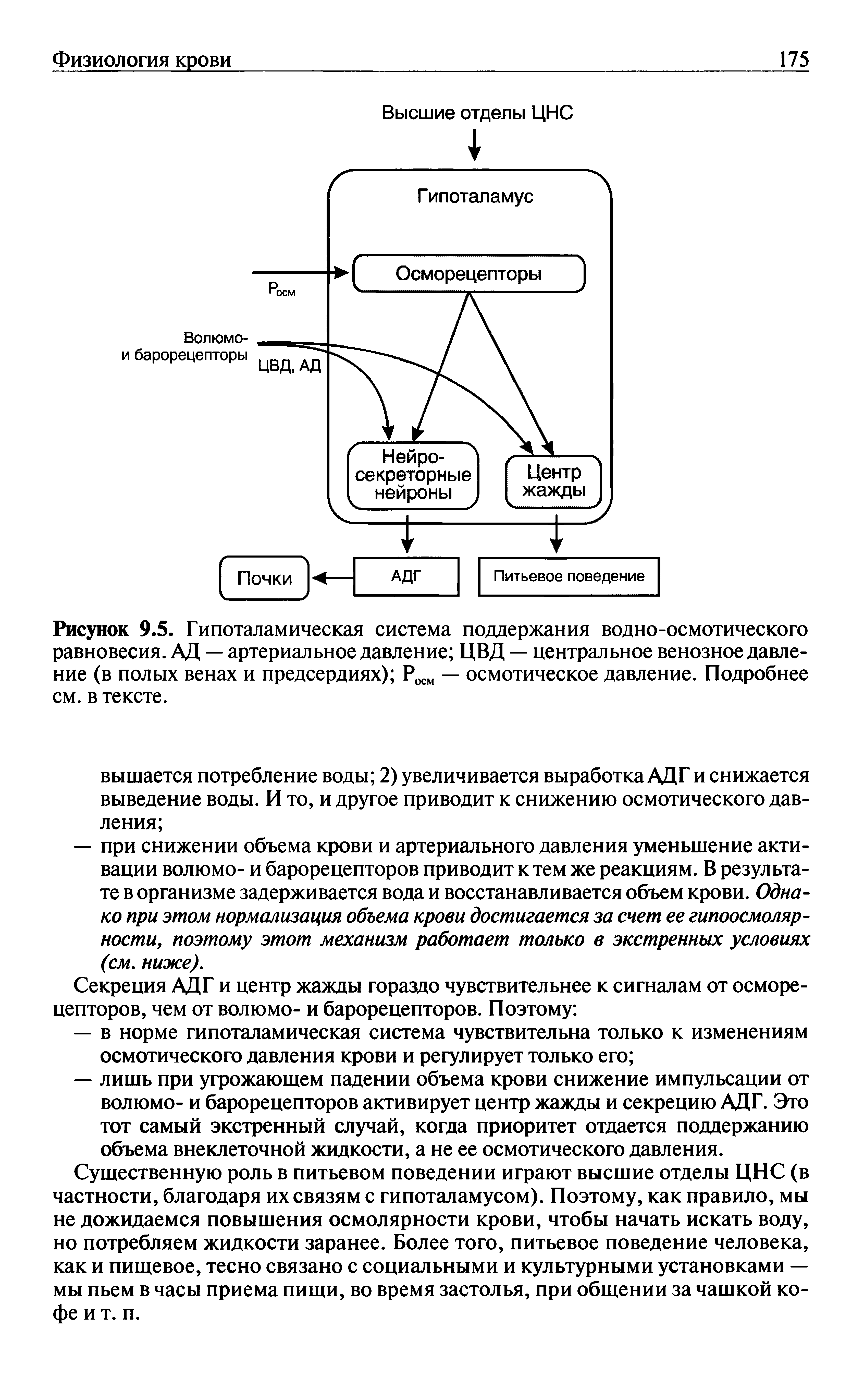 Рисунок 9.5. Гипоталамическая система поддержания водно-осмотического равновесия. АД — артериальное давление ЦВД — центральное венозное давление (в полых венах и предсердиях) Росм — осмотическое давление. Подробнее см. в тексте.