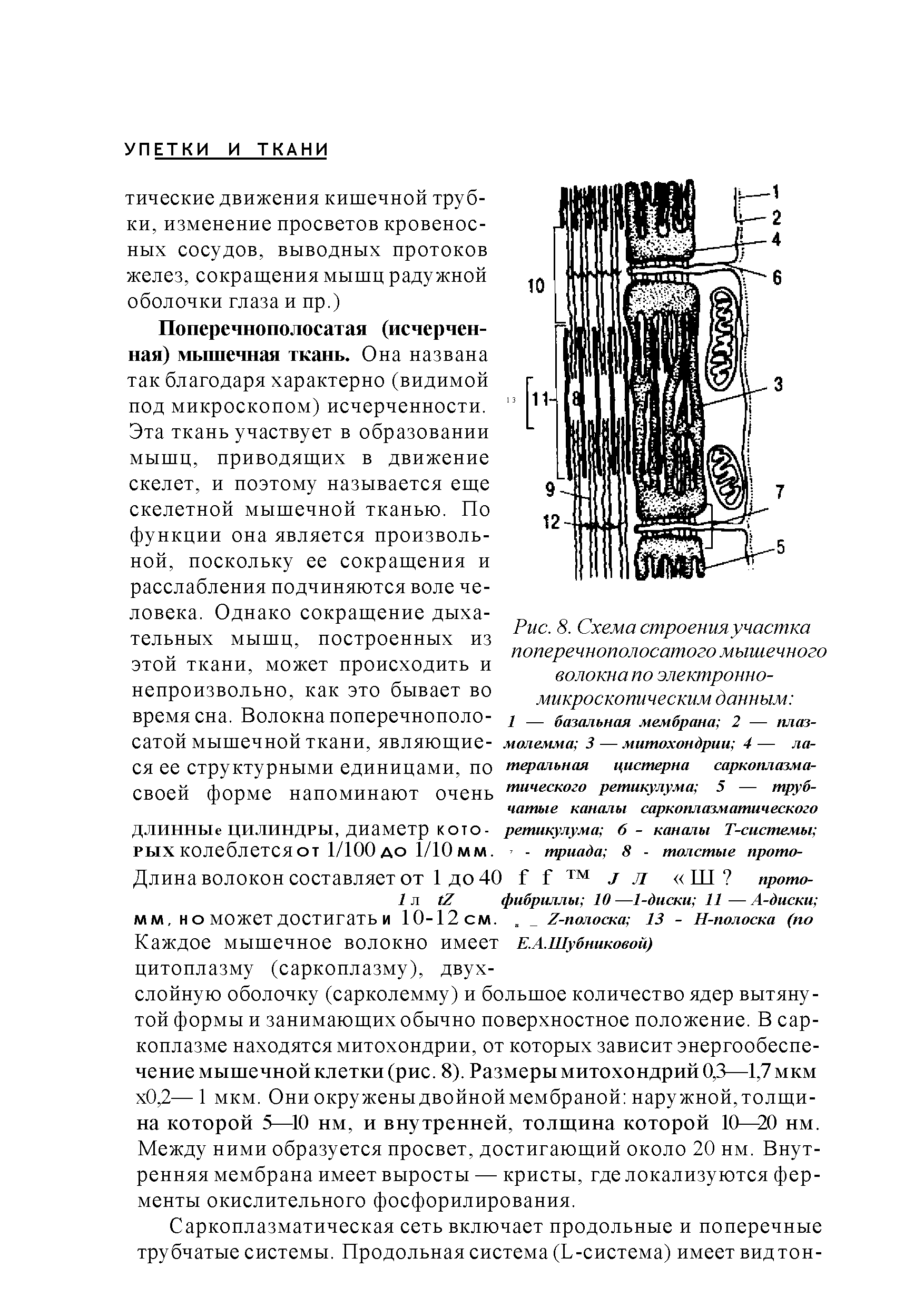 Рис. 8. Схема строения участка поперечнополосатого мышечного волокна по электронномикроскопическим данным ...