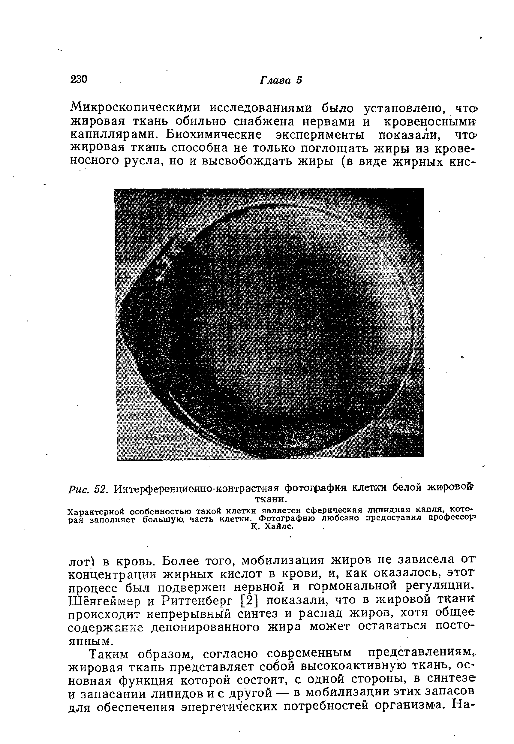 Рис. 52. Интерференционно-контрастная фотография клетки белой жировой ткани.