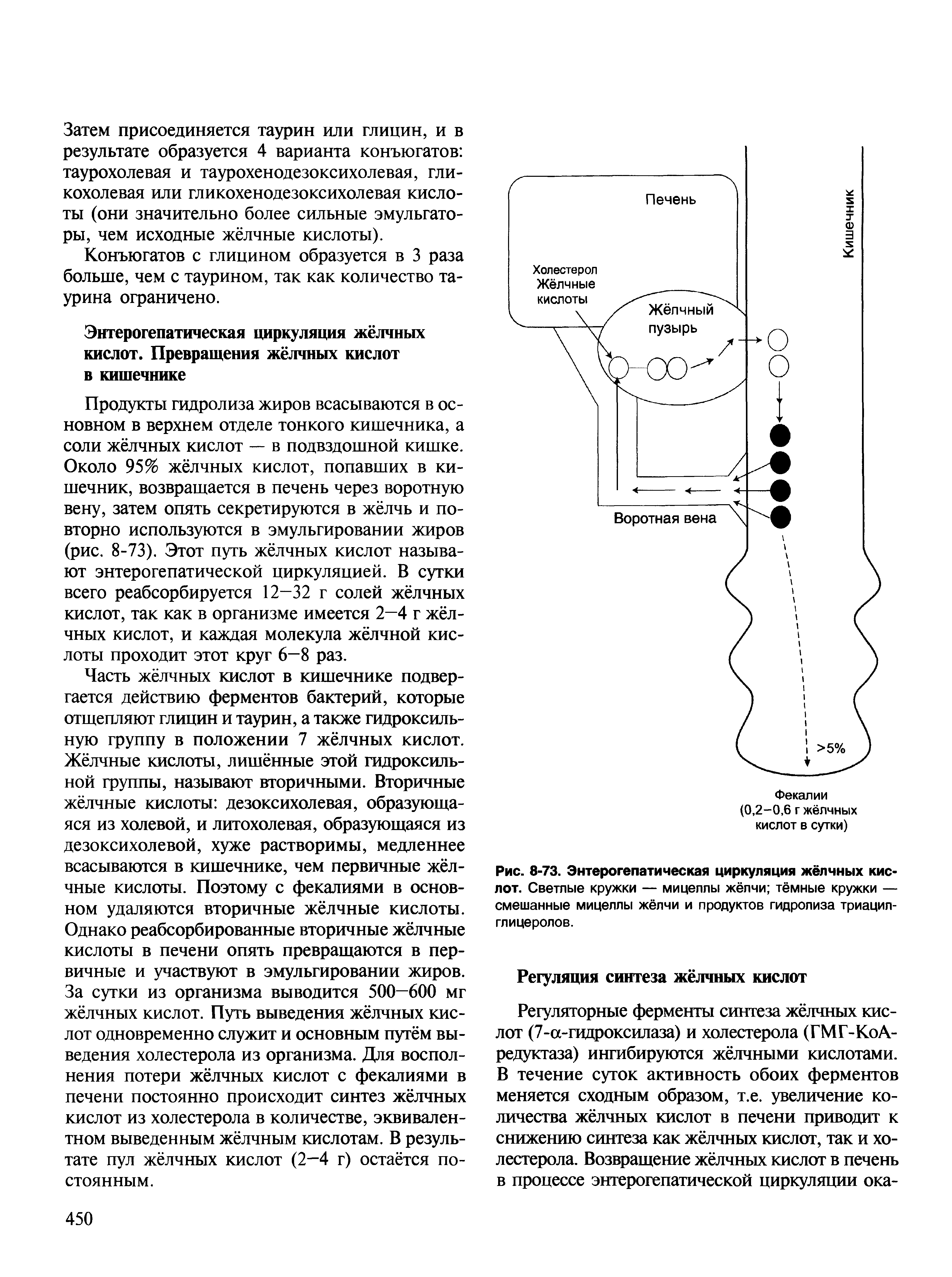 Рис. 8-73. Энтерогепатическая циркуляция жёлчных кислот. Светлые кружки — мицеллы жёлчи тёмные кружки — смешанные мицеллы жёлчи и продуктов гидролиза триацил-глицеролов.