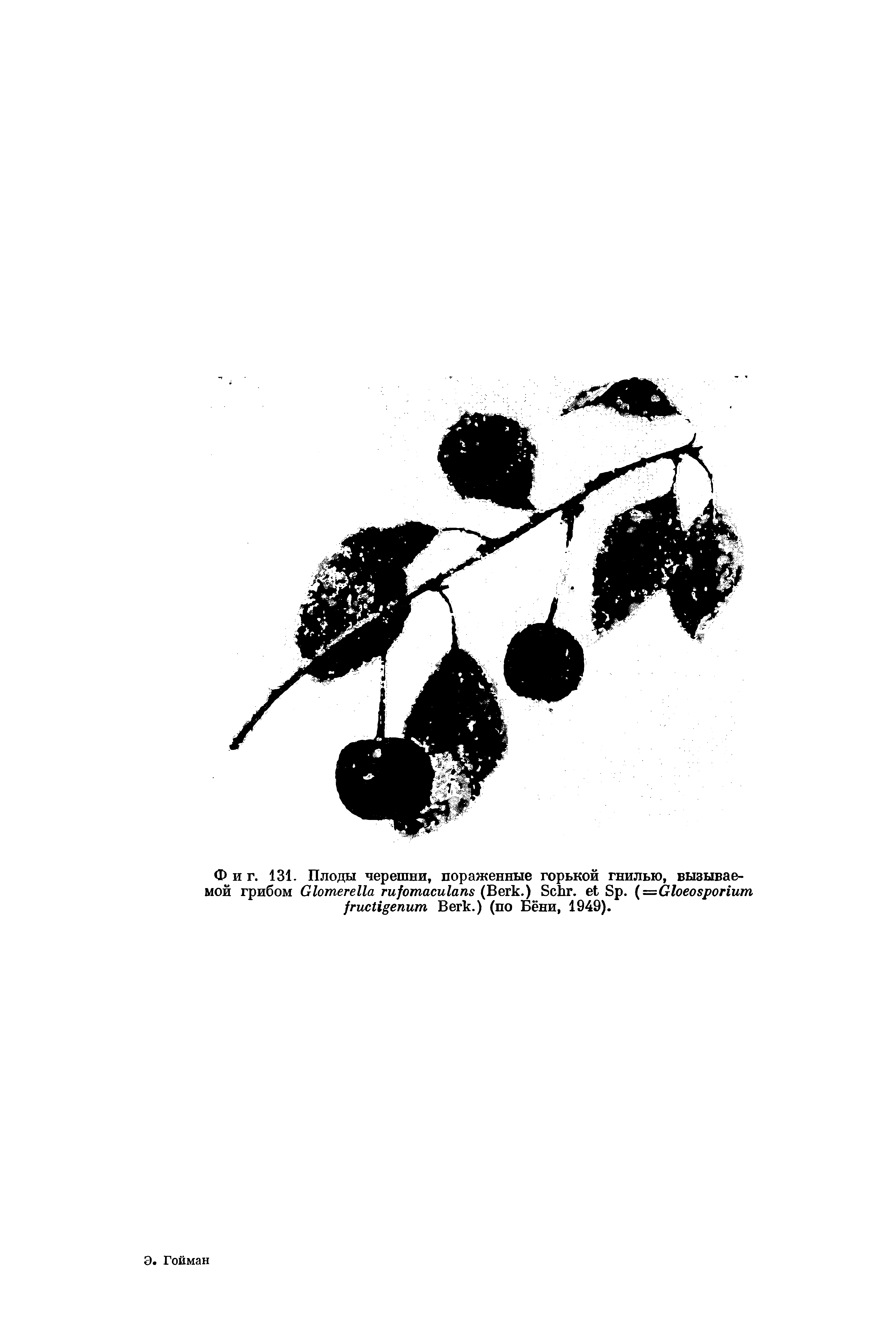 Фиг. 131. Плоды черешни, пораженные горькой гнилью, вызываемой грибом G (B .) S , S . (=G B .) (по Бёни, 1949).