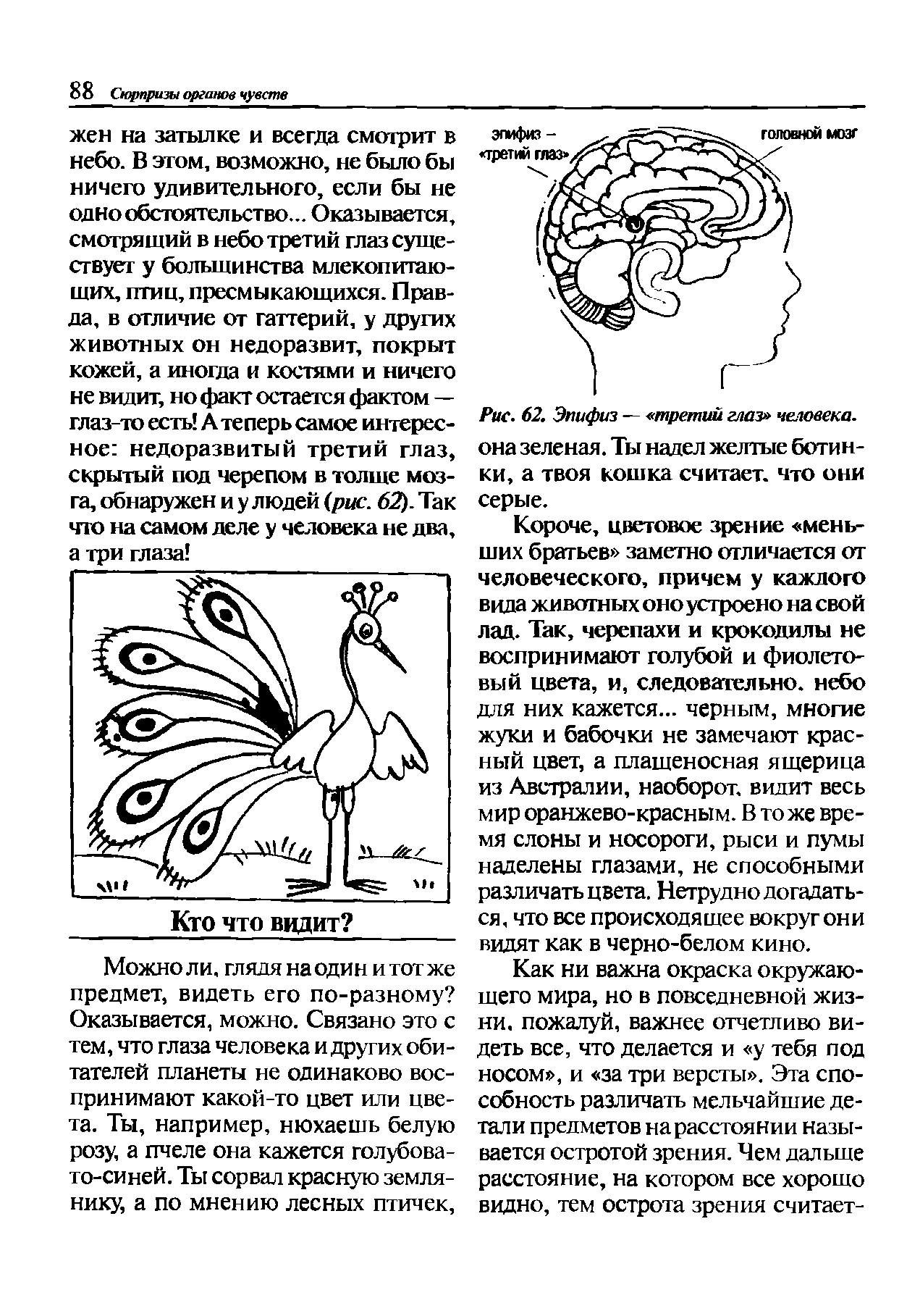 Рис. 62. Эпифиз — третий глаз человека. она зеленая. Ты надел желтые ботинки, а твоя кошка считает, что они серые.