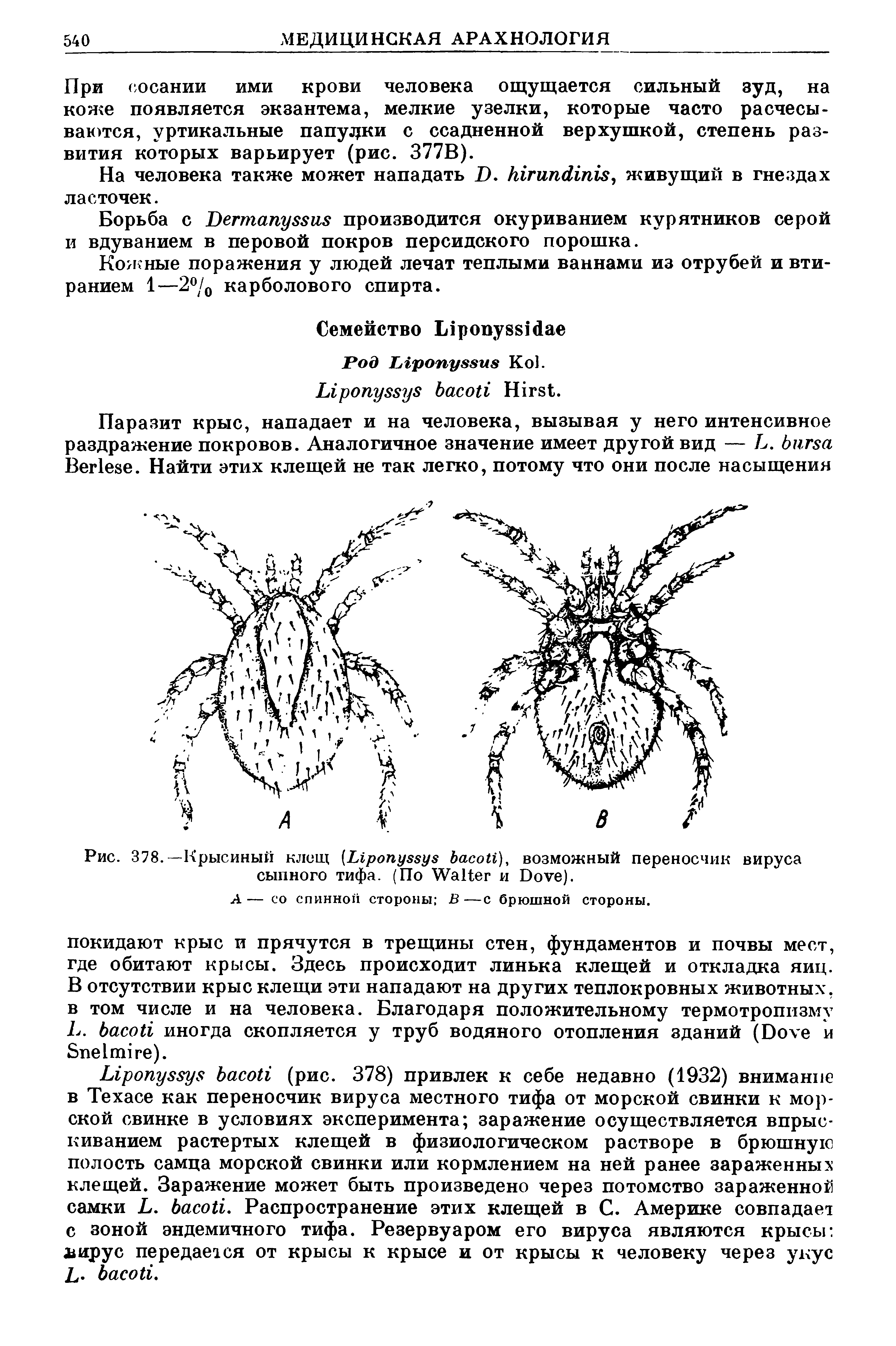 Рис. 378.—Крысиный клещ (L ), возможный переносчик вируса сыпного тифа. (По W и D ).