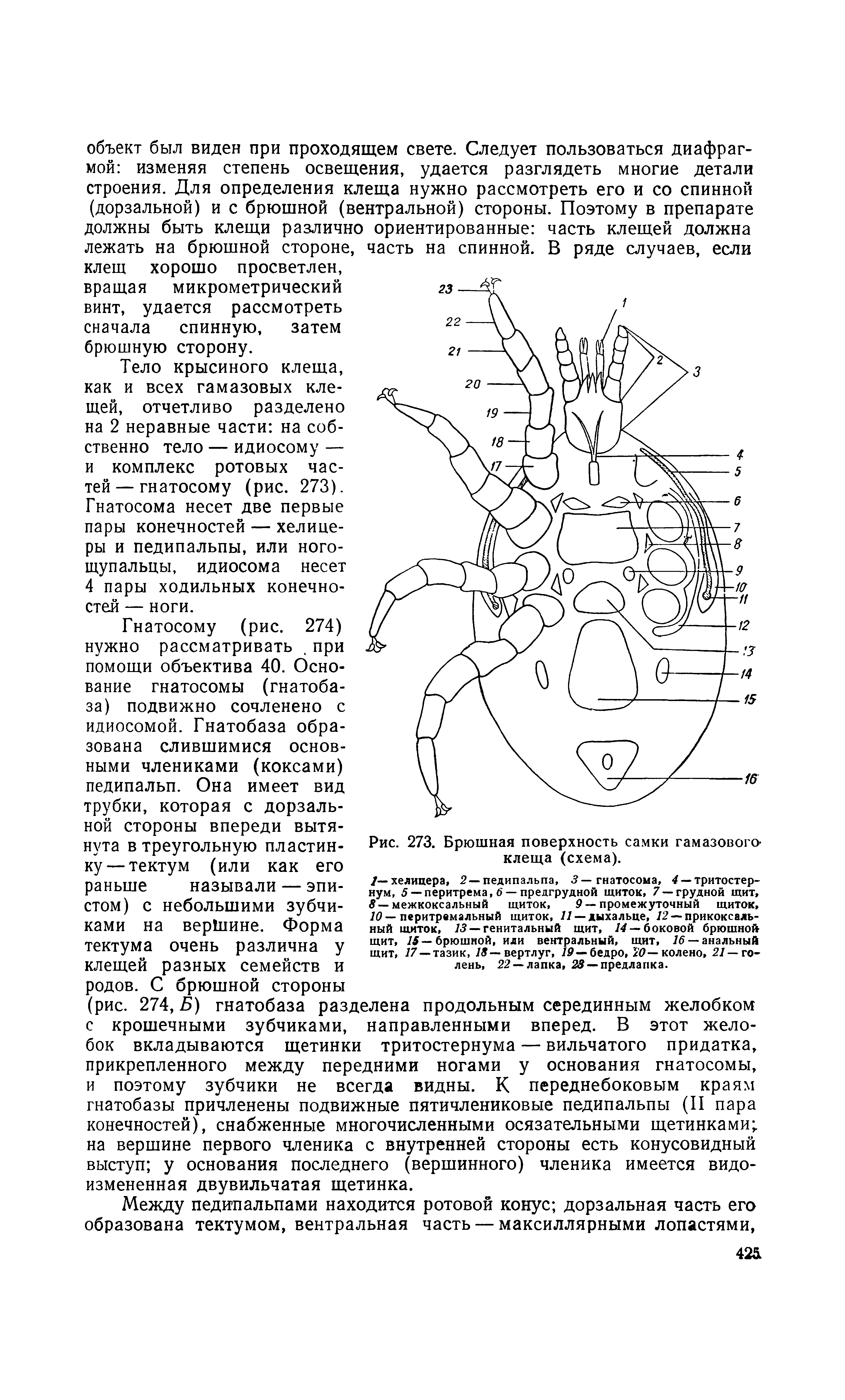 Рис. 273. Брюшная поверхность самки гамазового клеща (схема).