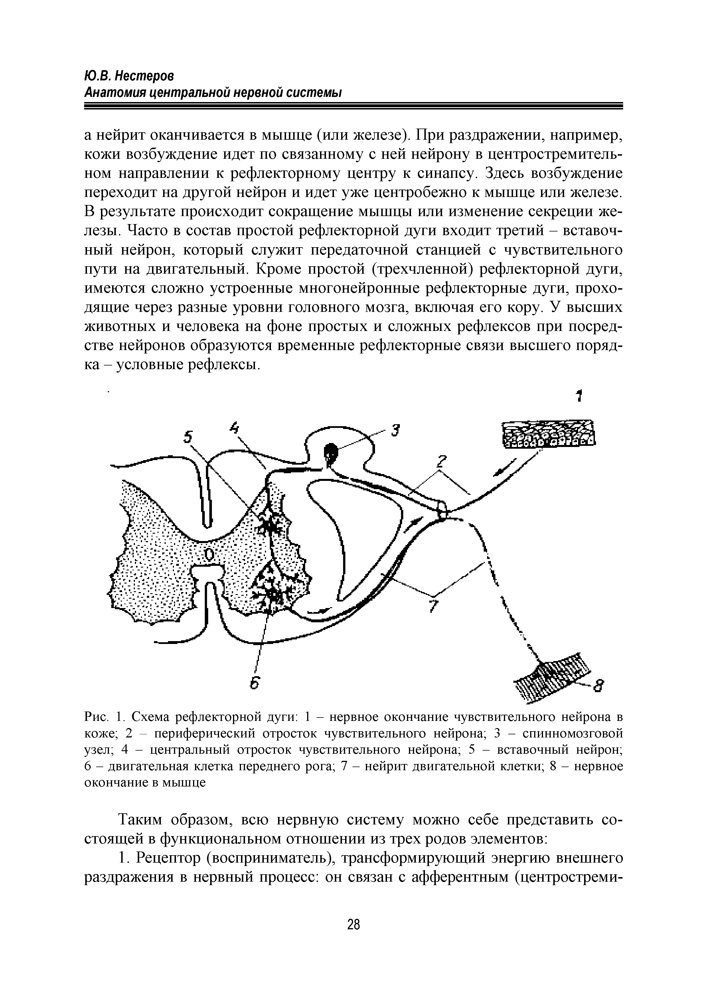 Рис. 1. Схема рефлекторной дуги 1 - нервное окончание чувствительного нейрона в коже 2 - периферический отросток чувствительного нейрона 3 - спинномозговой узел 4 - центральный отросток чувствительного нейрона 5 - вставочный нейрон 6 - двигательная клетка переднего рога 7 - нейрит двигательной клетки 8 - нервное окончание в мышце...