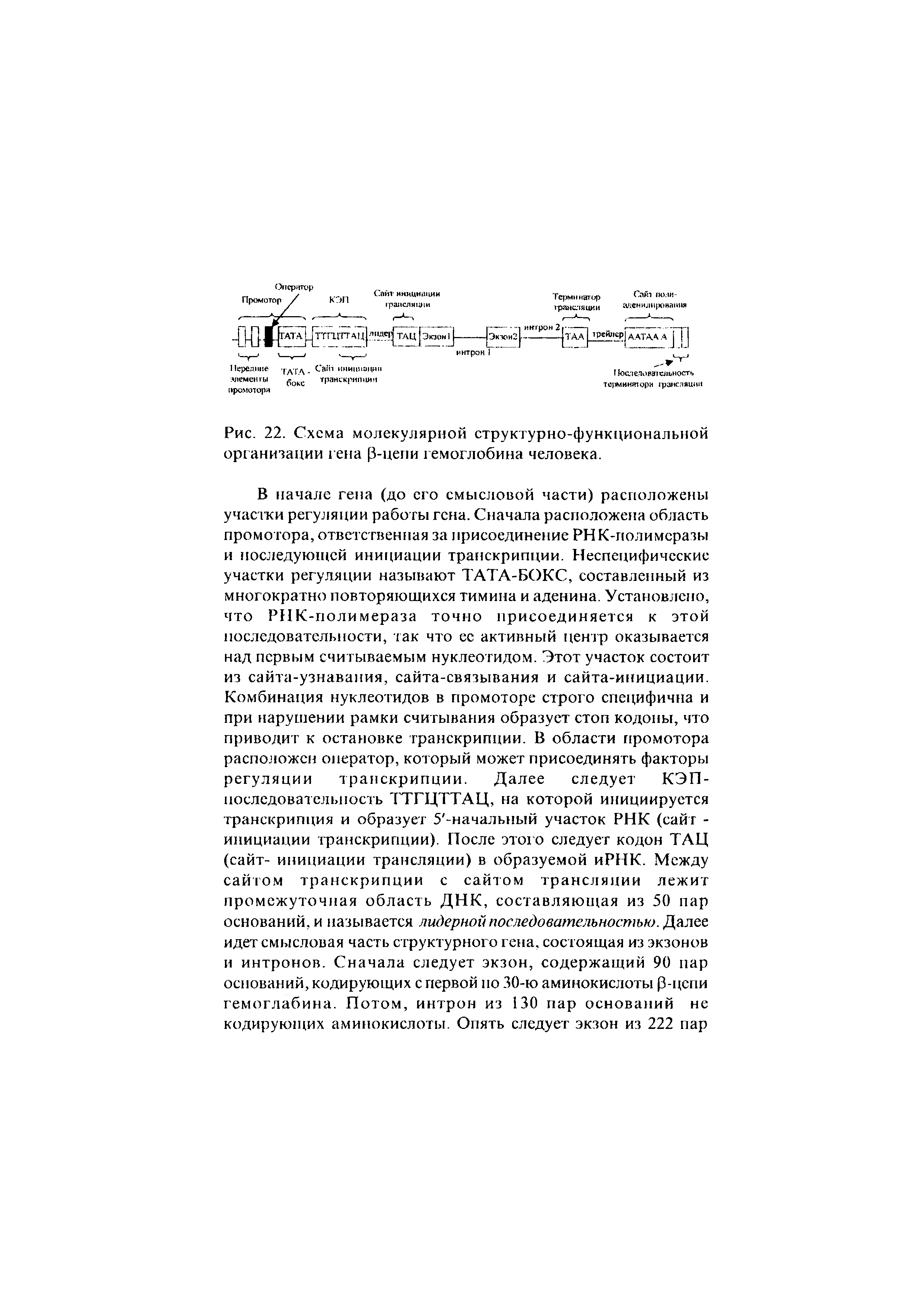 Рис. 22. Схема молекулярной структурно-функциональной организации гена [3-цепи гемоглобина человека.