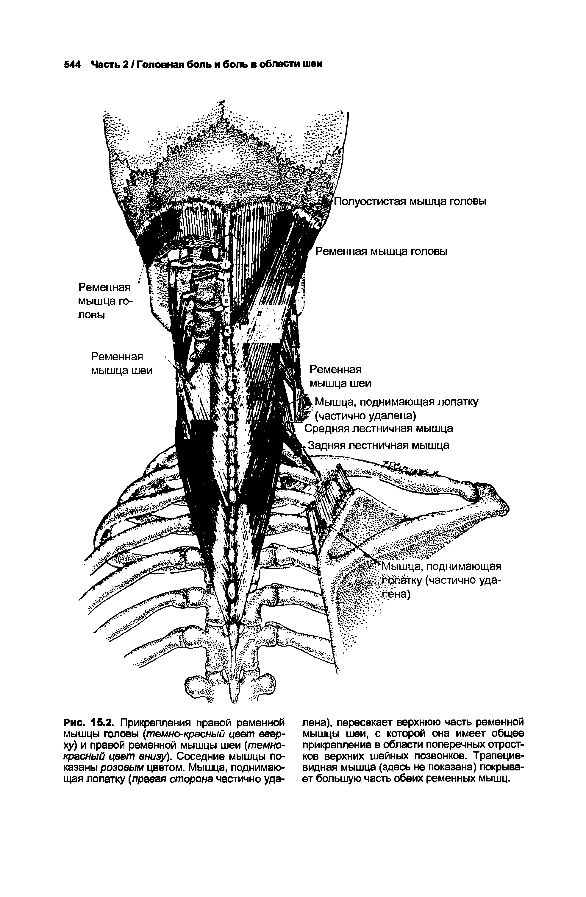 Рис. 15.2. Прикрепления правой ременной мышцы головы (темно-красный цвет вверху) и правой ременной мышцы шеи (темнокрасный цвет внизу). Соседние мышцы показаны розовым цветом. Мышца, поднимающая лопатку (правая сторона частично уда...