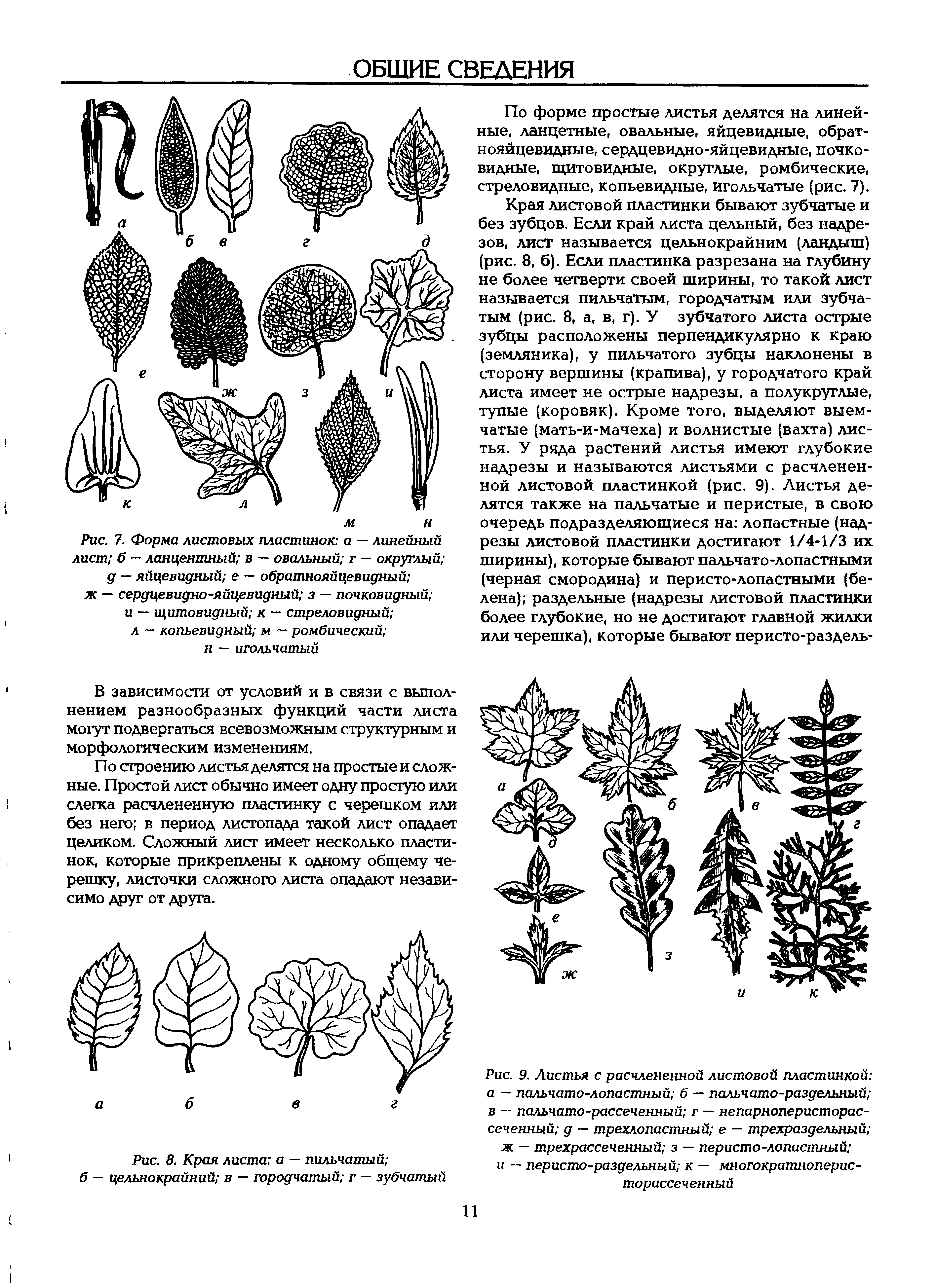Рис. 9. Листья с расчлененной листовой пластинкой а — пальчато-лопастный б — пальчато-раздельный в — пальчато-рассеченный г — непарноперисторас-сеченный д — трехлопастный е — трехраздельный ж — трехрассеченный з — перисто-лопастный и — перисто-раздельный к — многократноперис-торассеченный...
