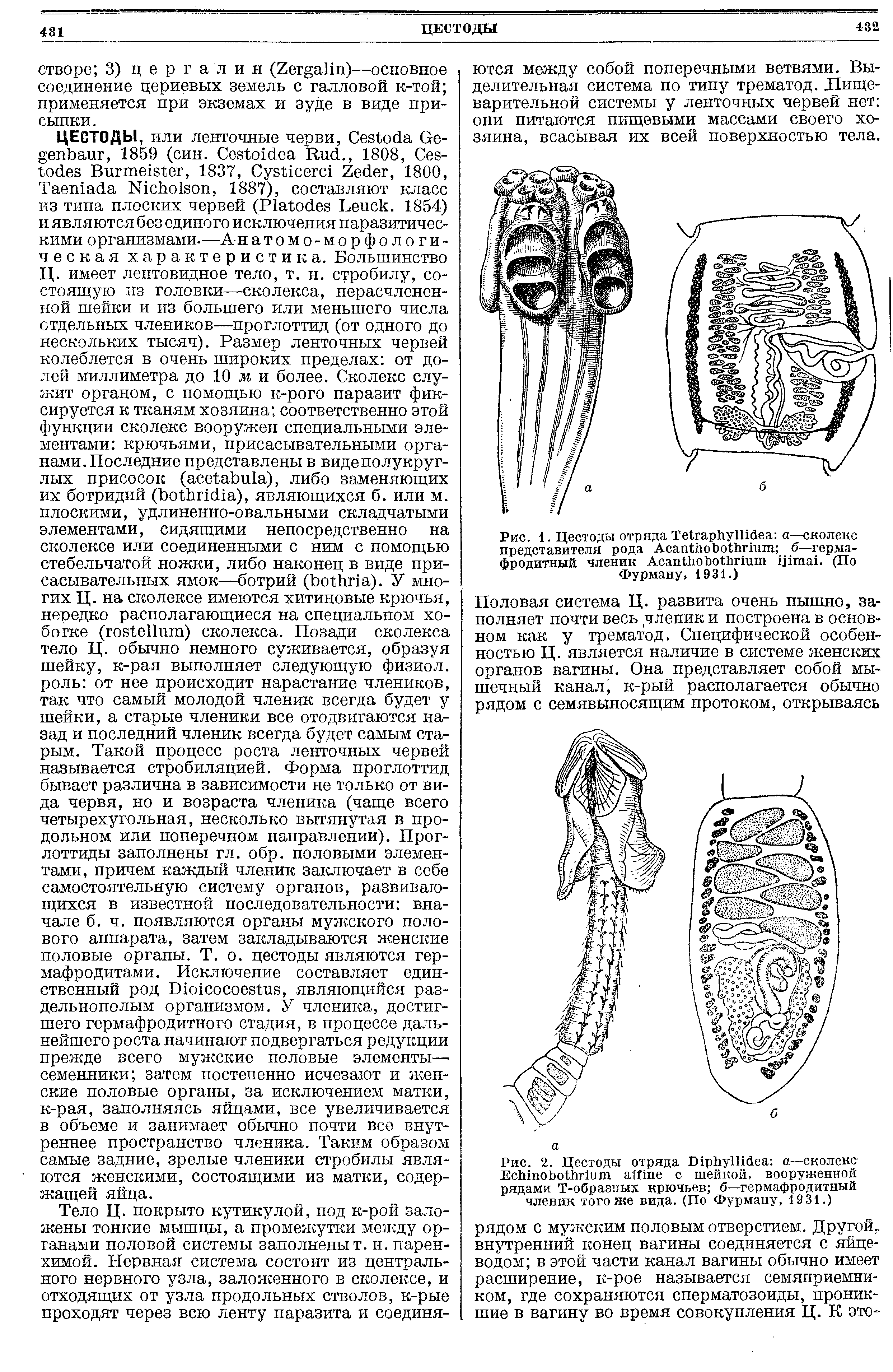 Рис. 1. Цестоды отряда T а—сколекс представителя рода A б—гермафродитный членик Асаи . (По Фурману, 1931.)...