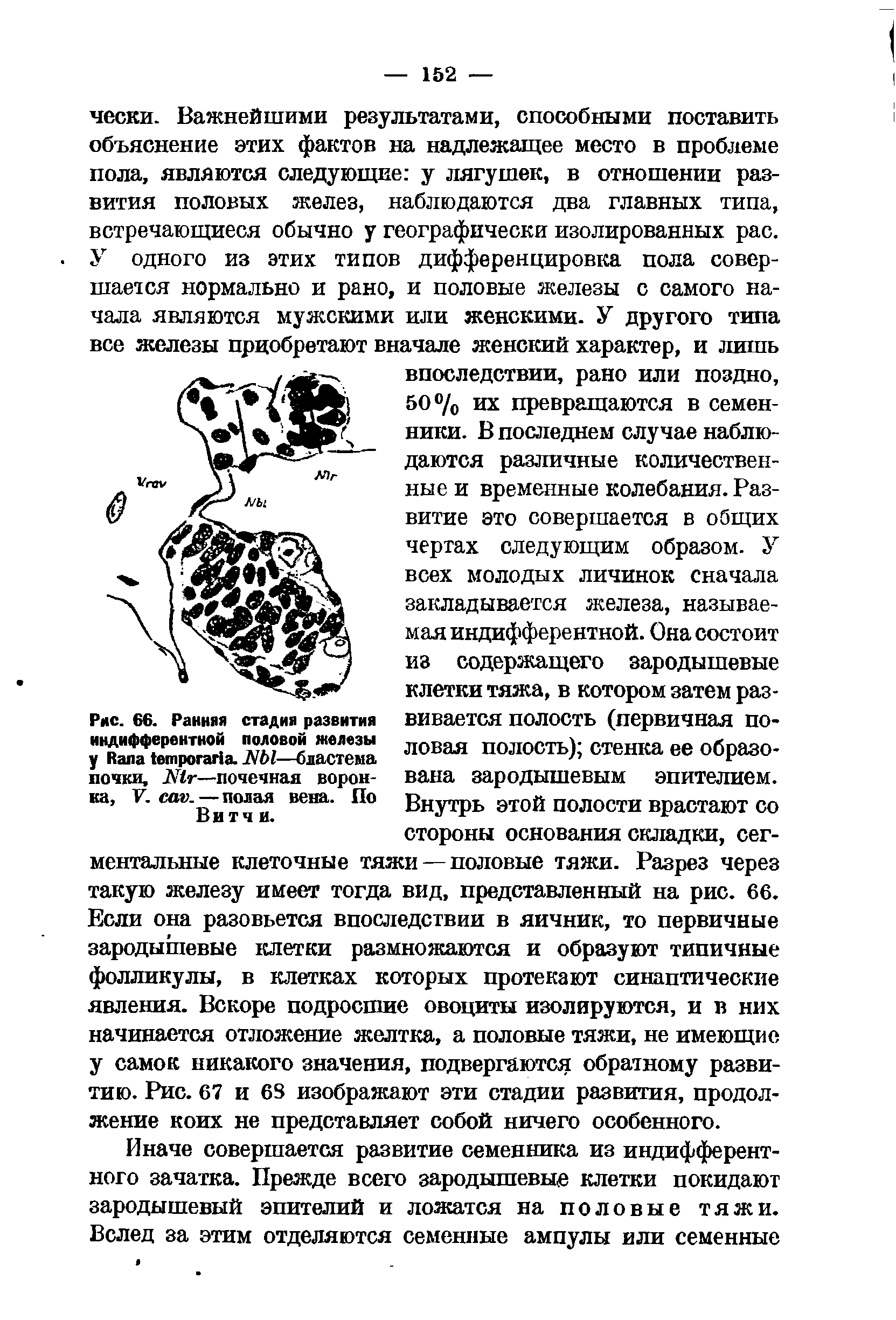 Рис. 66. Ранняя стадия развития индифферентной половой железы у R . N —бластема почки, N —почечная воронка, V. . — полая вена. По Битчи.