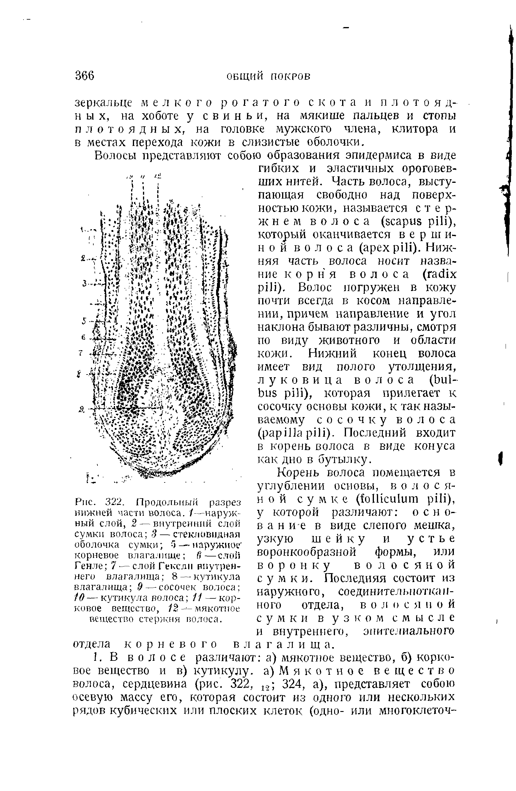 Рис. 322. Продольный разрез нижней части волоса. 1—наружный слой, 2— внутренний слой сумки волоса 3— стекловидная оболочка сумки -5— наружное корневое влагалище (> —слой...