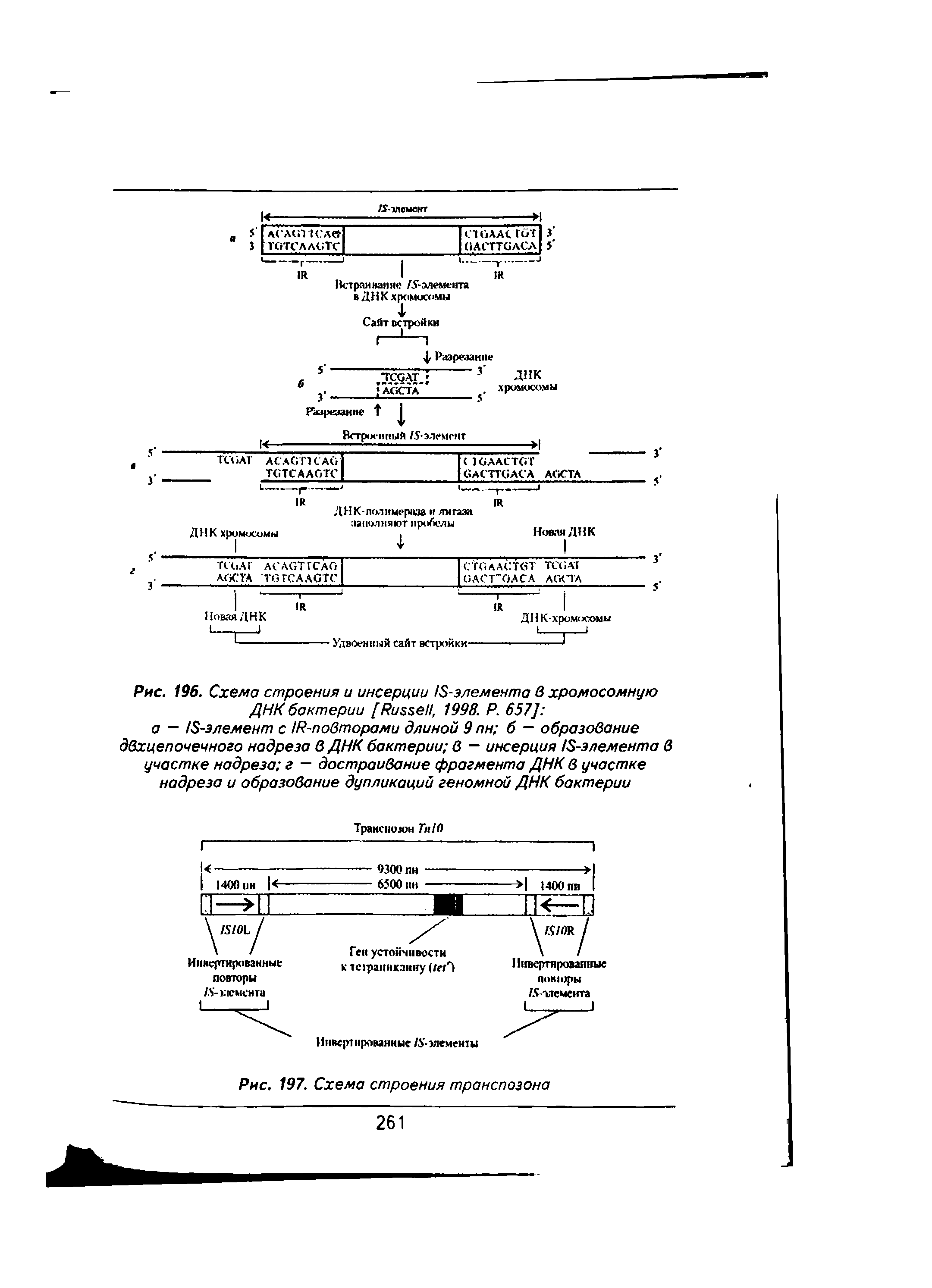 Рис. 196. Схема строения и инсерции IS-элемента в хромосомную ДНК бактерии [R , 1998. Р. 657] ...